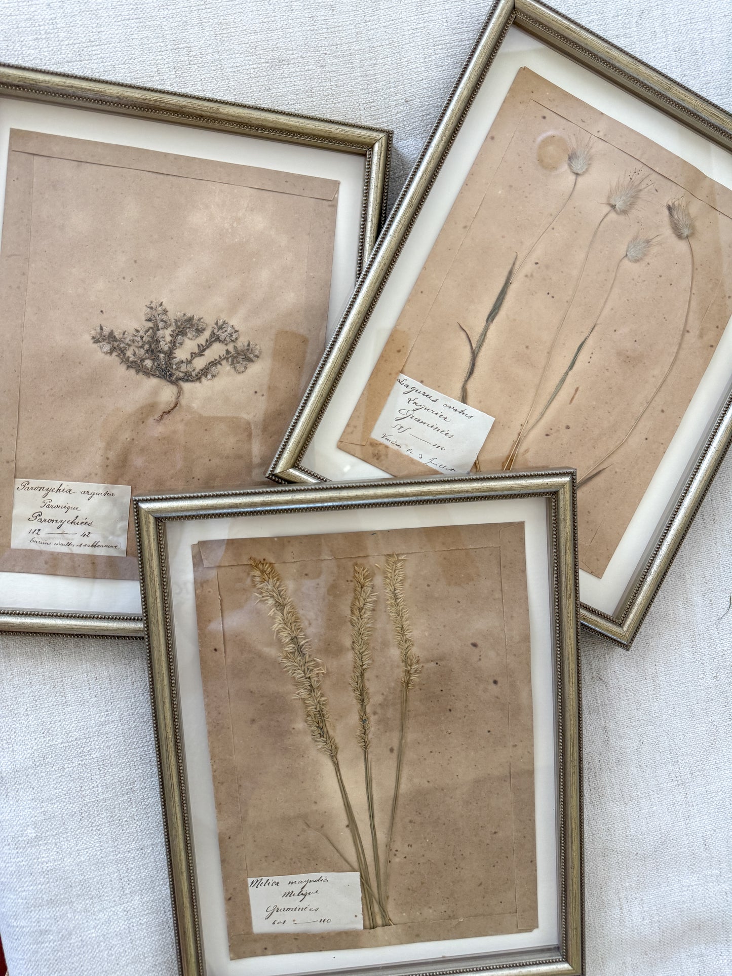 Antique French herbarium trio