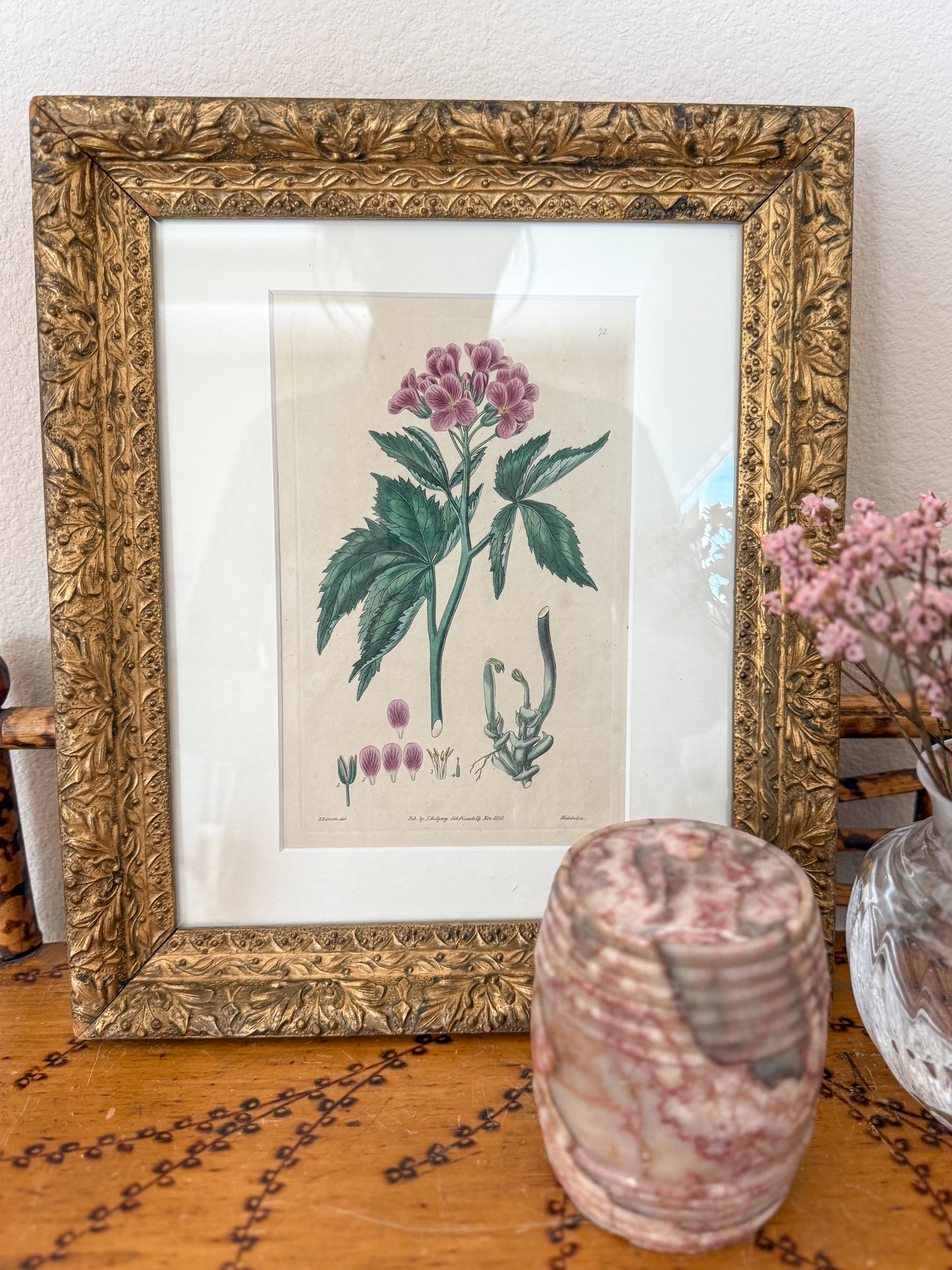 Antique 19th c botanical engraving