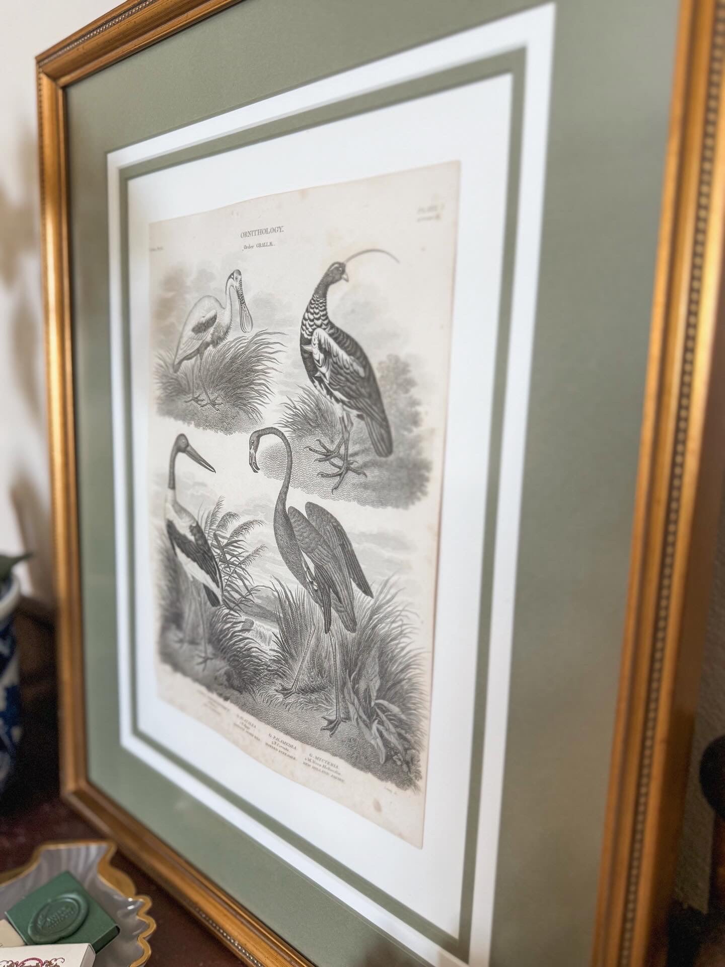 19th c Ornithology engraving