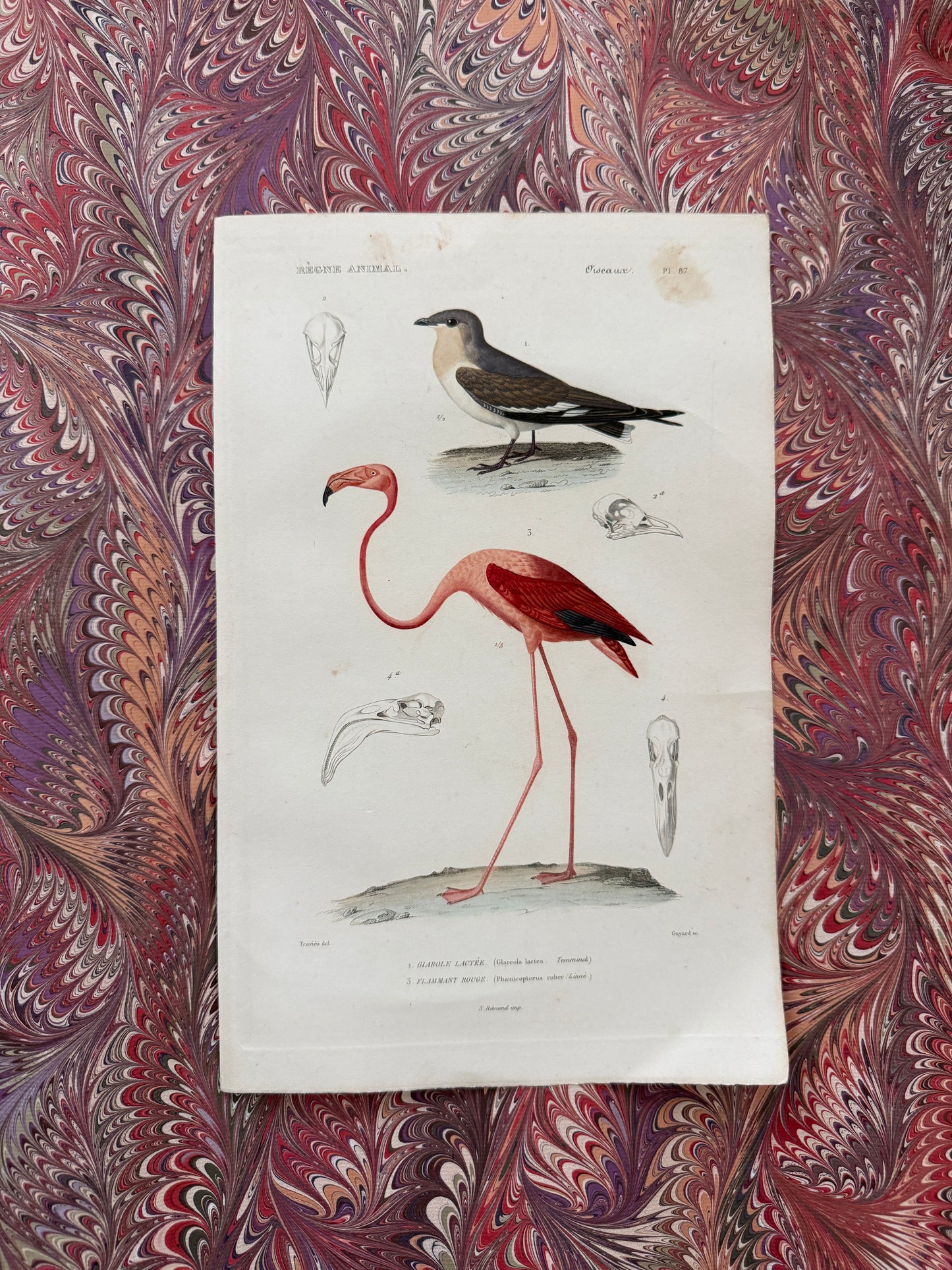 19th century flamingo engraving