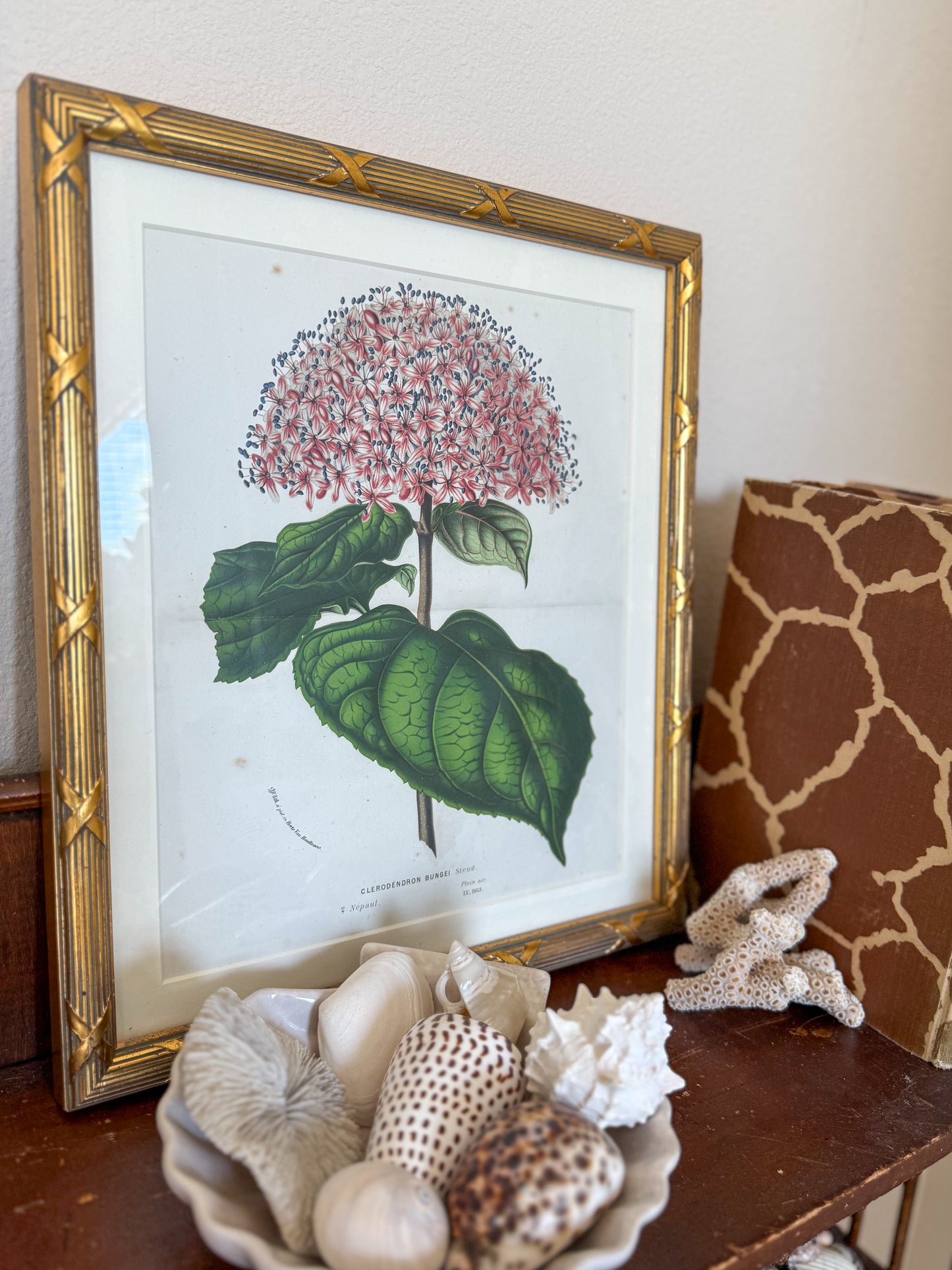 Antique botanical lithograph