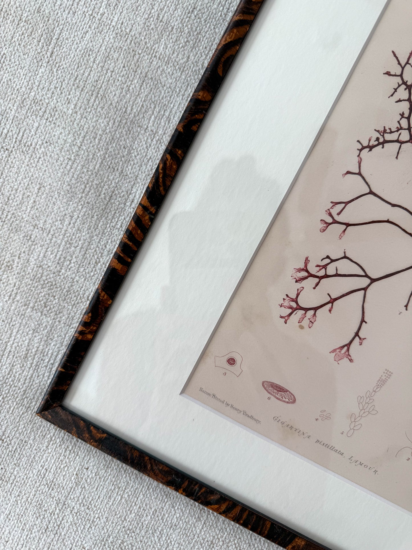 1850s seaweed original engraving