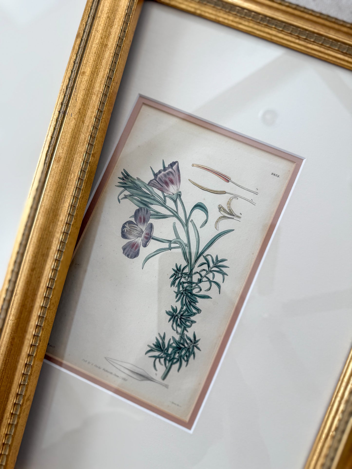 19th c. antique botanicals