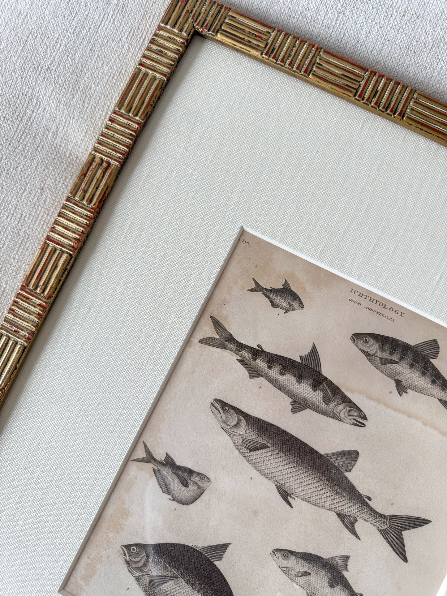 Antique fish engraving pair