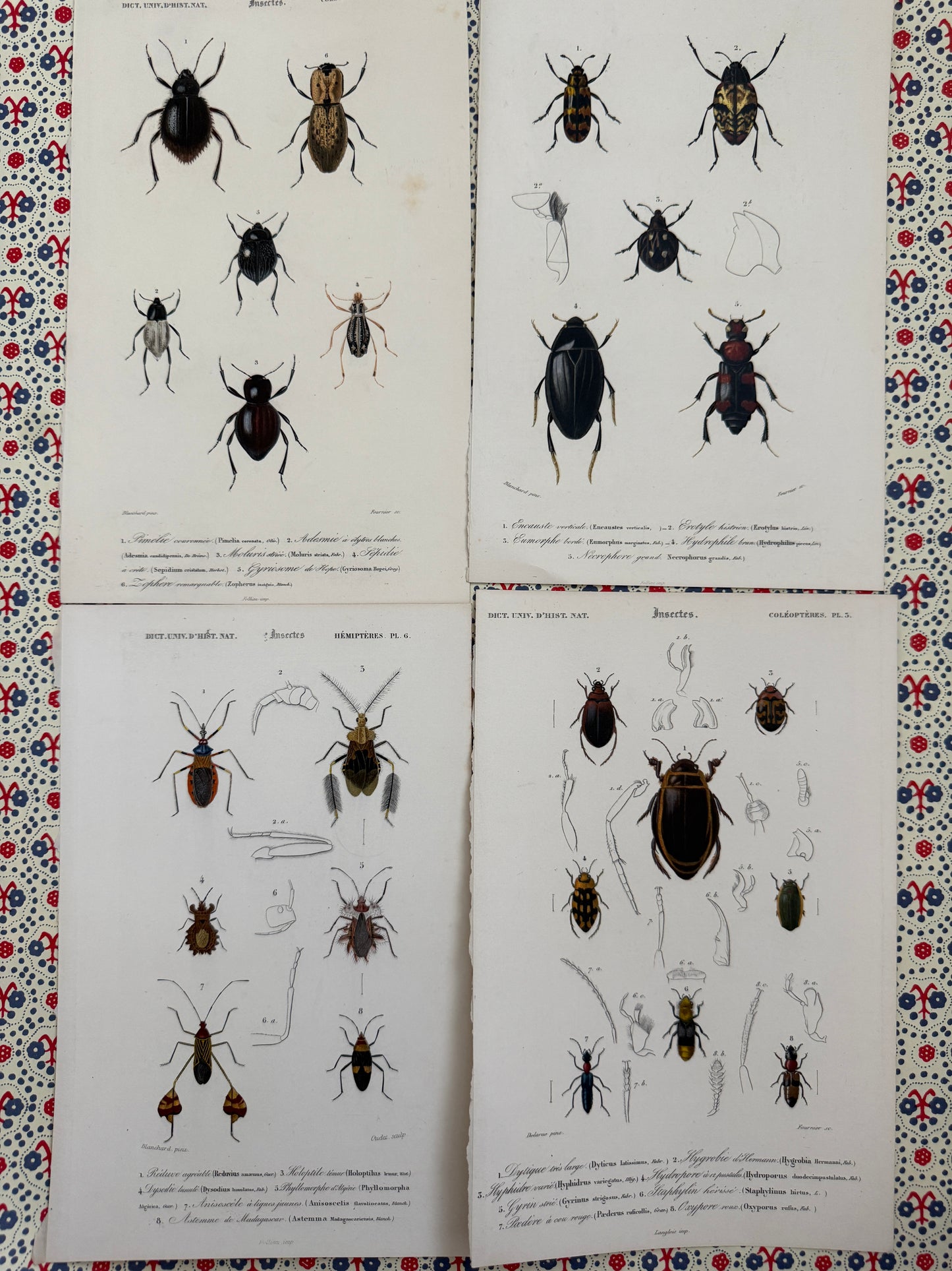 Set of antique insect prints