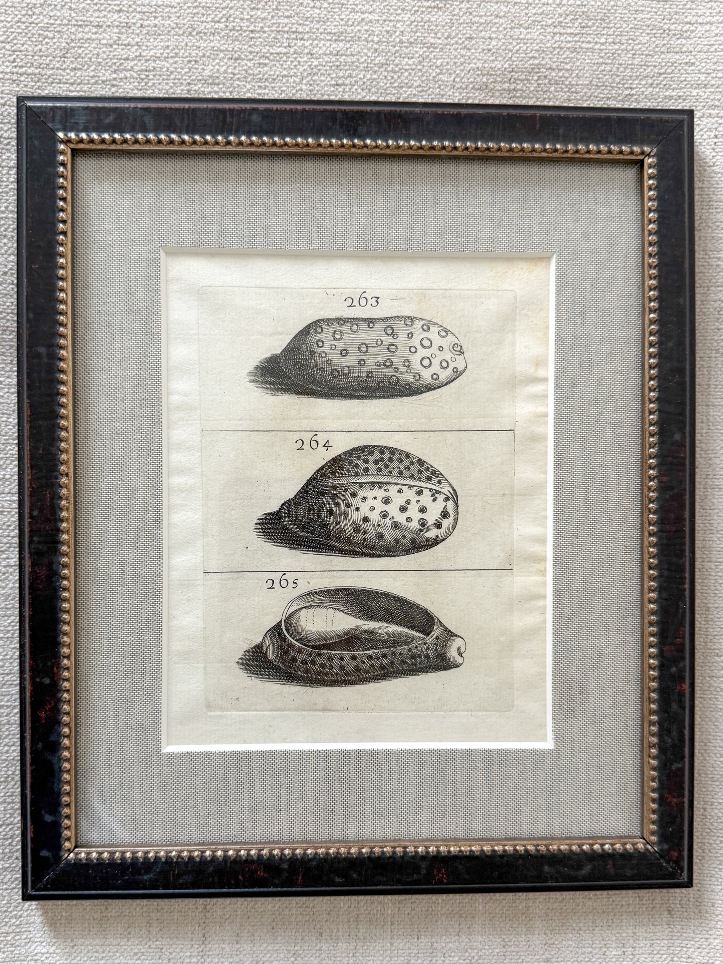 18th century shell trio