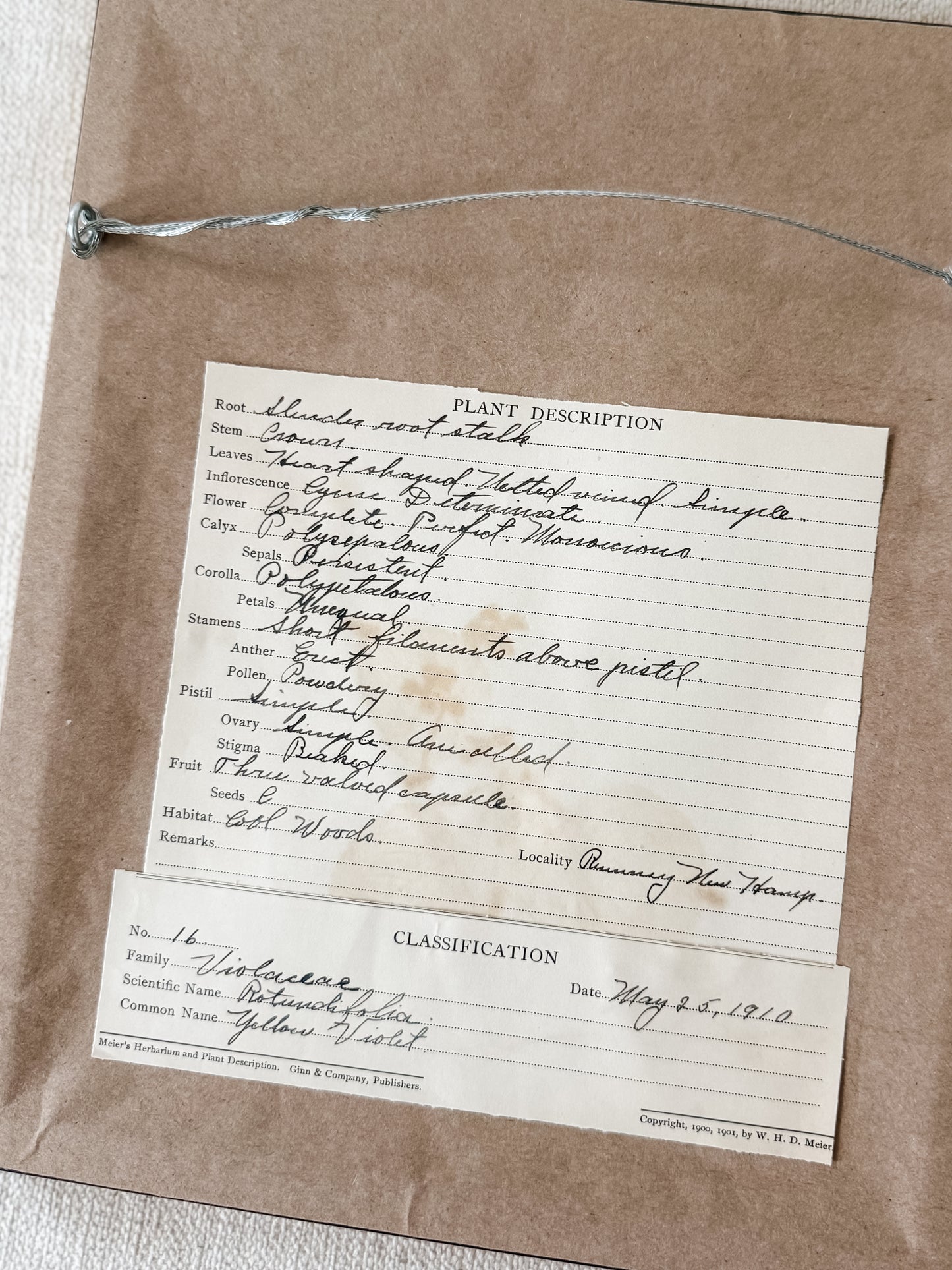 Antique pressed botanicals