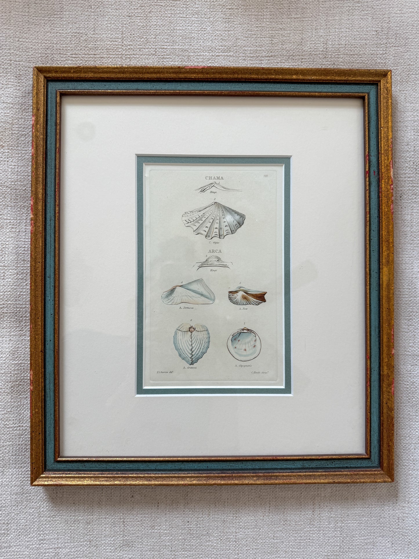 19th c shell engraving