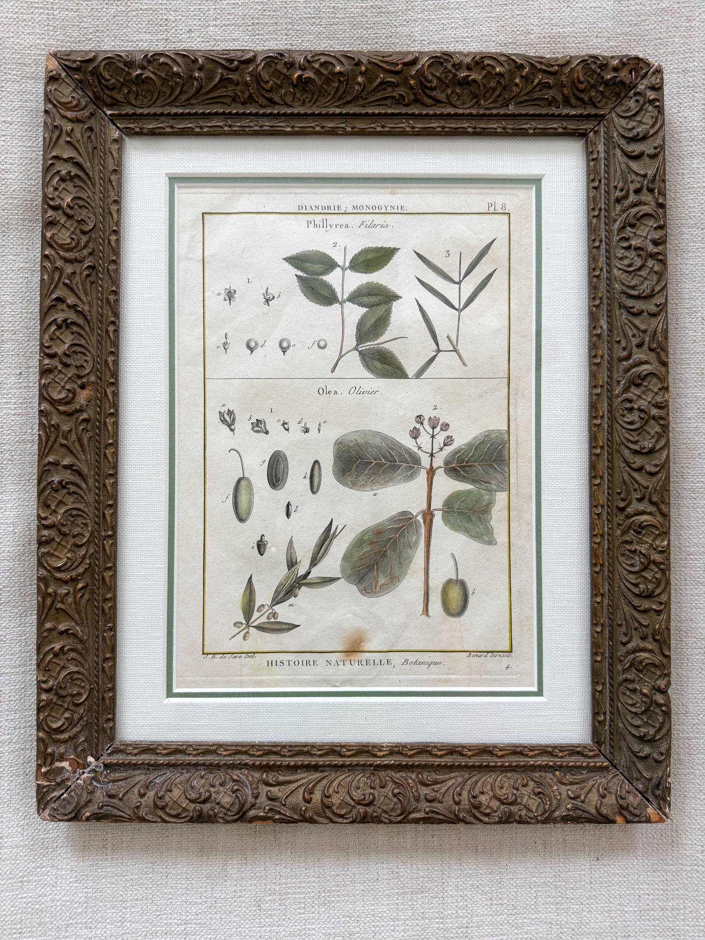 18th c. botanical engraving print