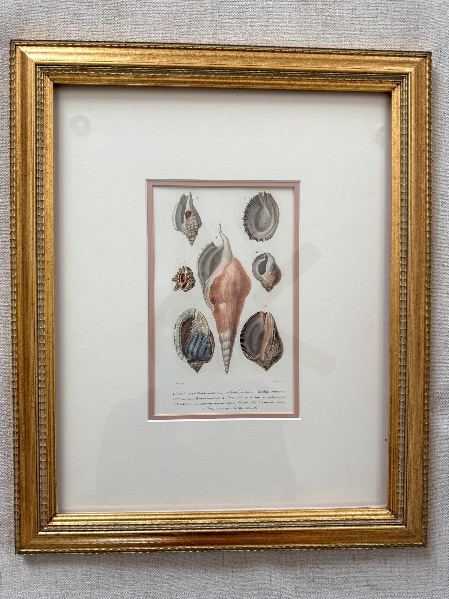 Antique shell print