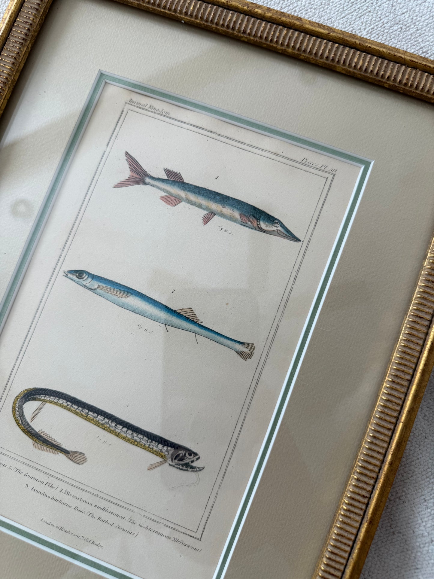 19th c. Animal Kingdom copper plate engraving pair
