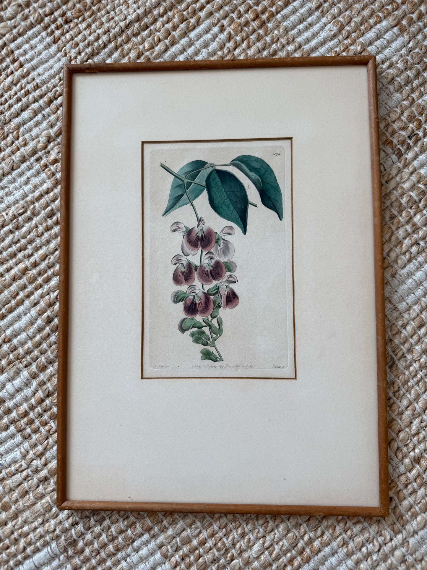 Antique botanical