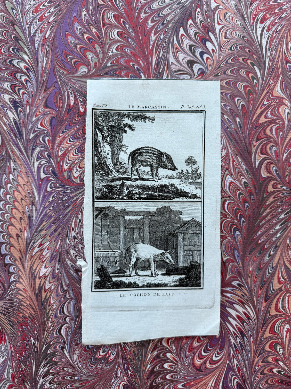 18th century Buffon engraving
