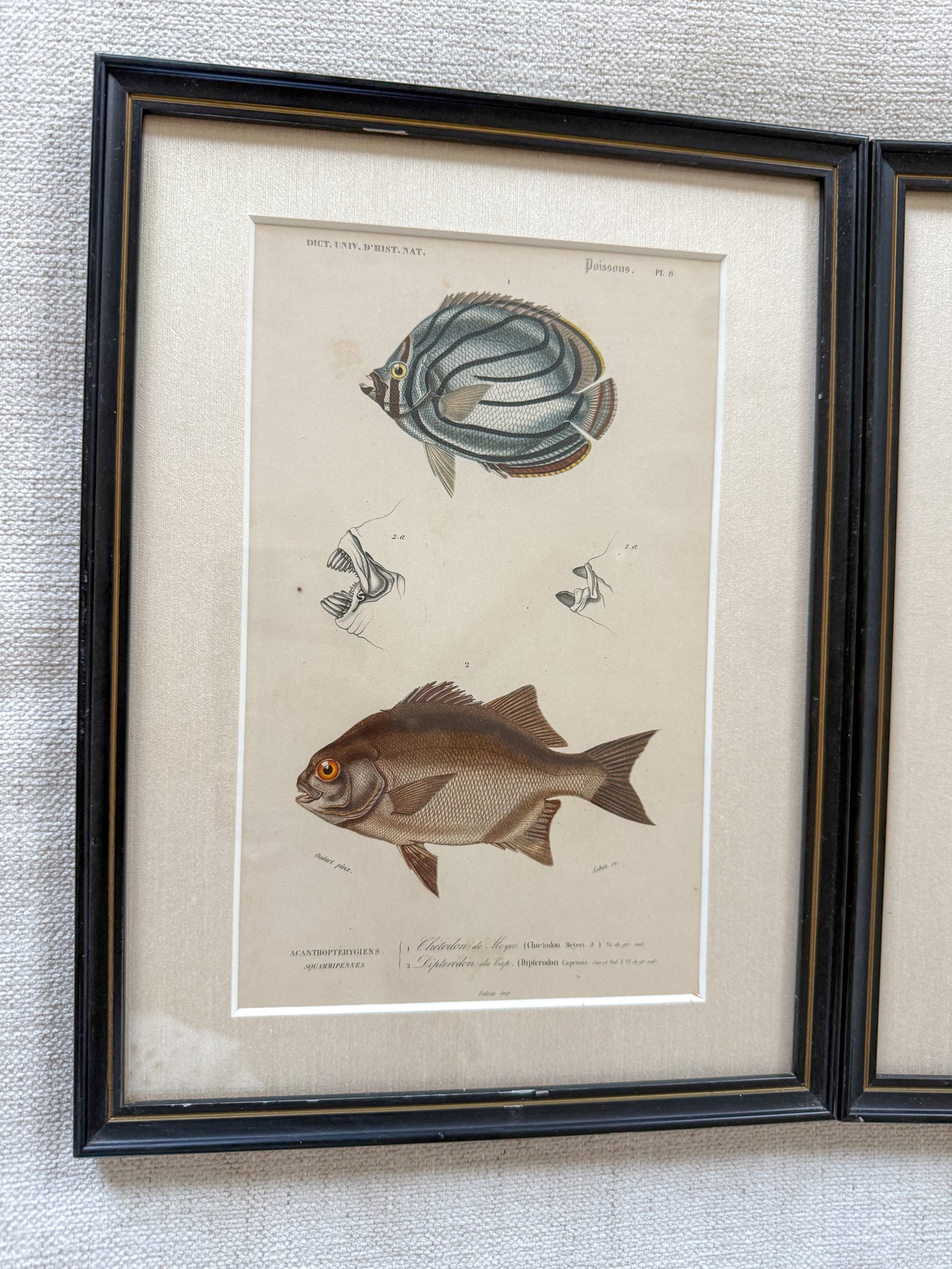 19th c. fish engraving pair #2