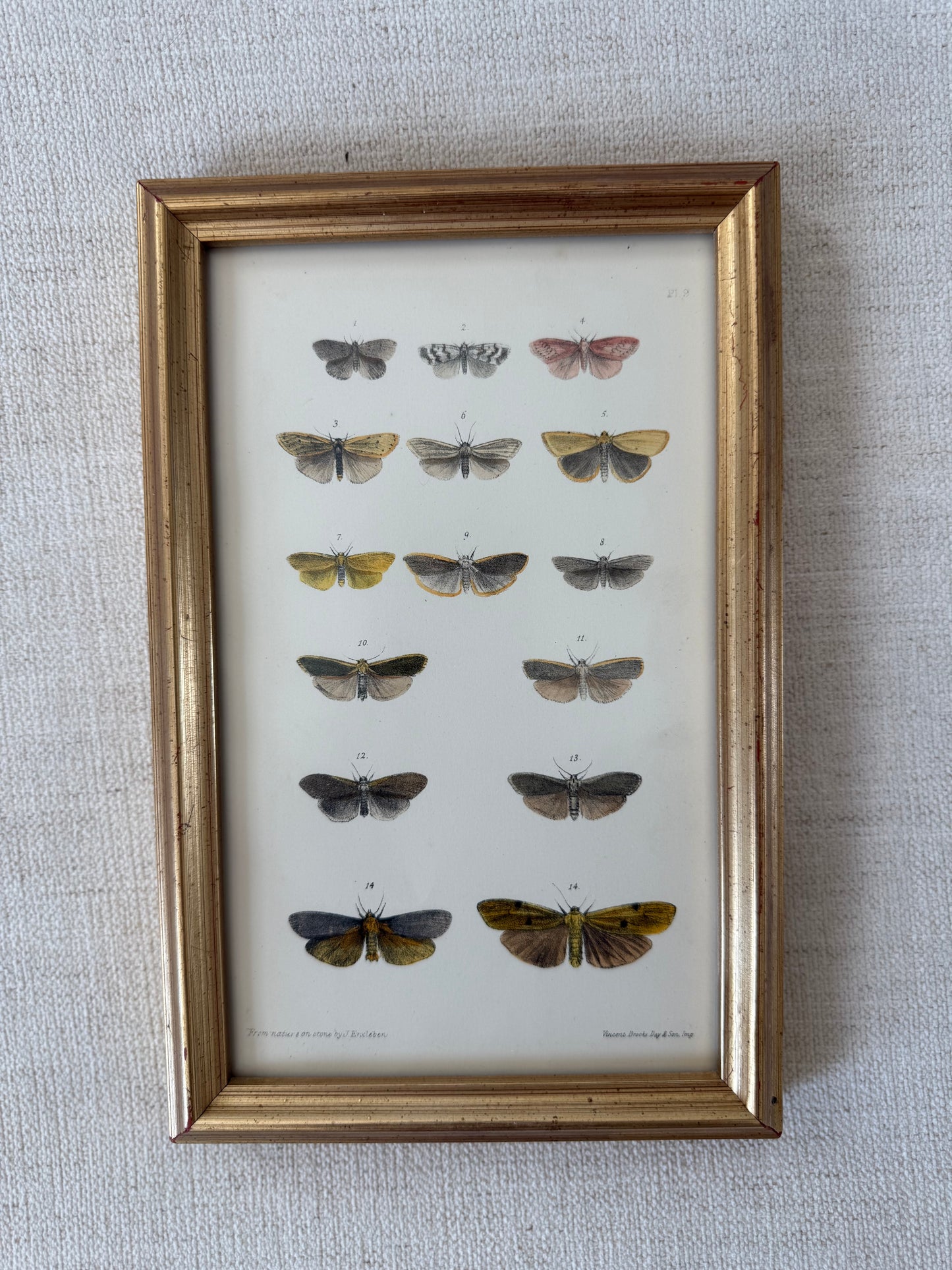 Antique natural lithograph