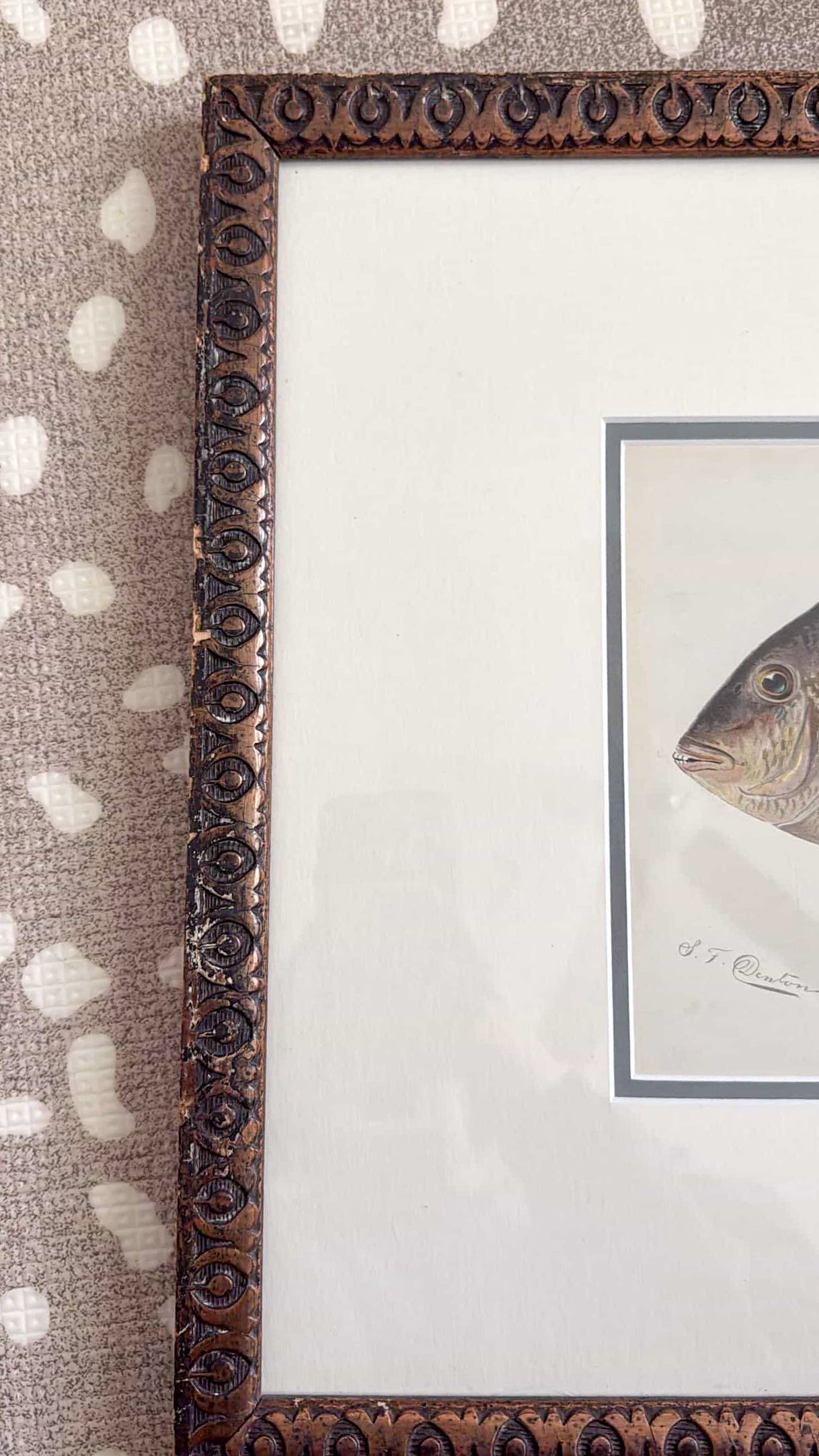 Antique Sheepshead fish lithograph