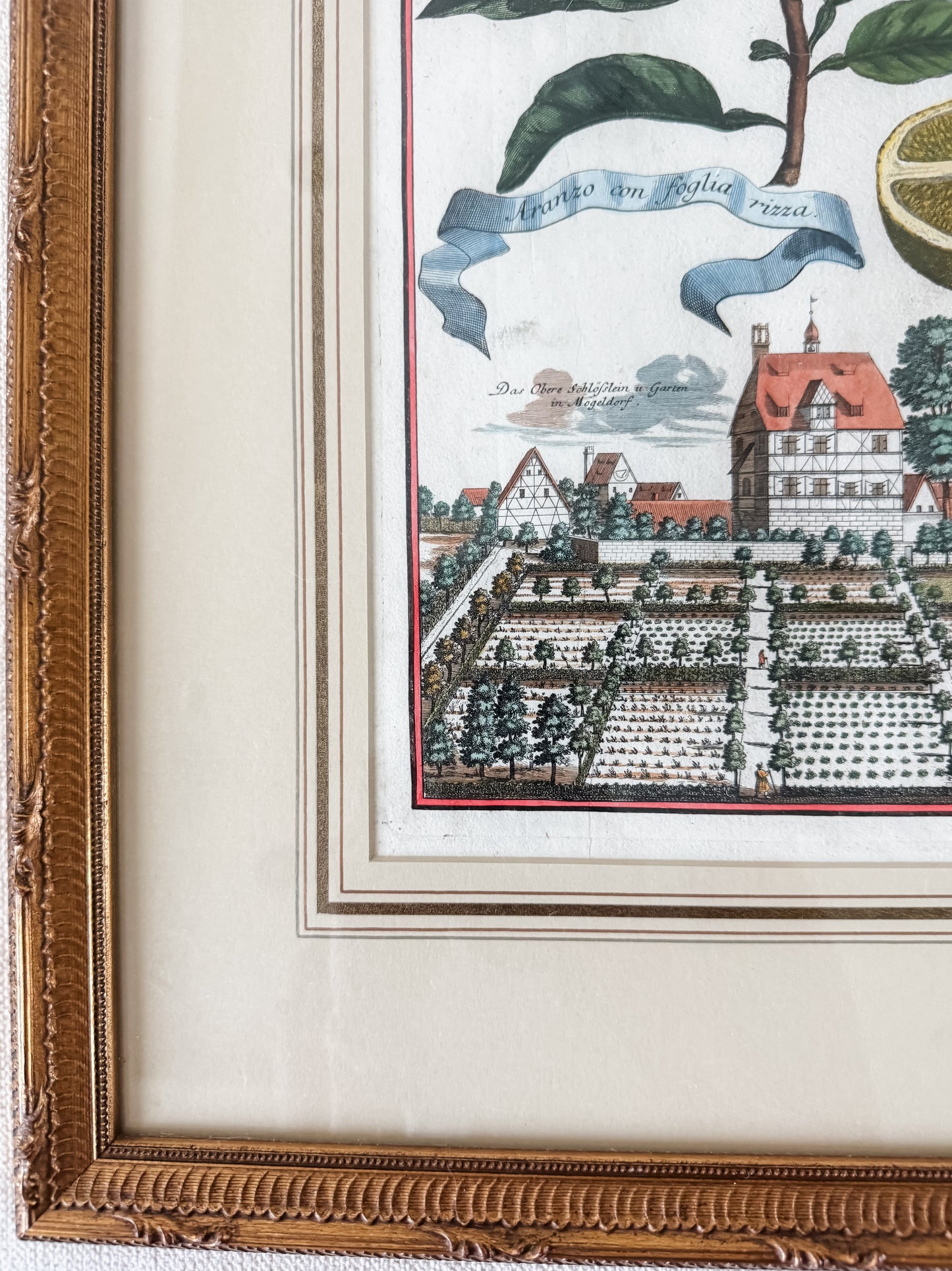 Antique original Johann Christoph Volckamer hand colored engraving