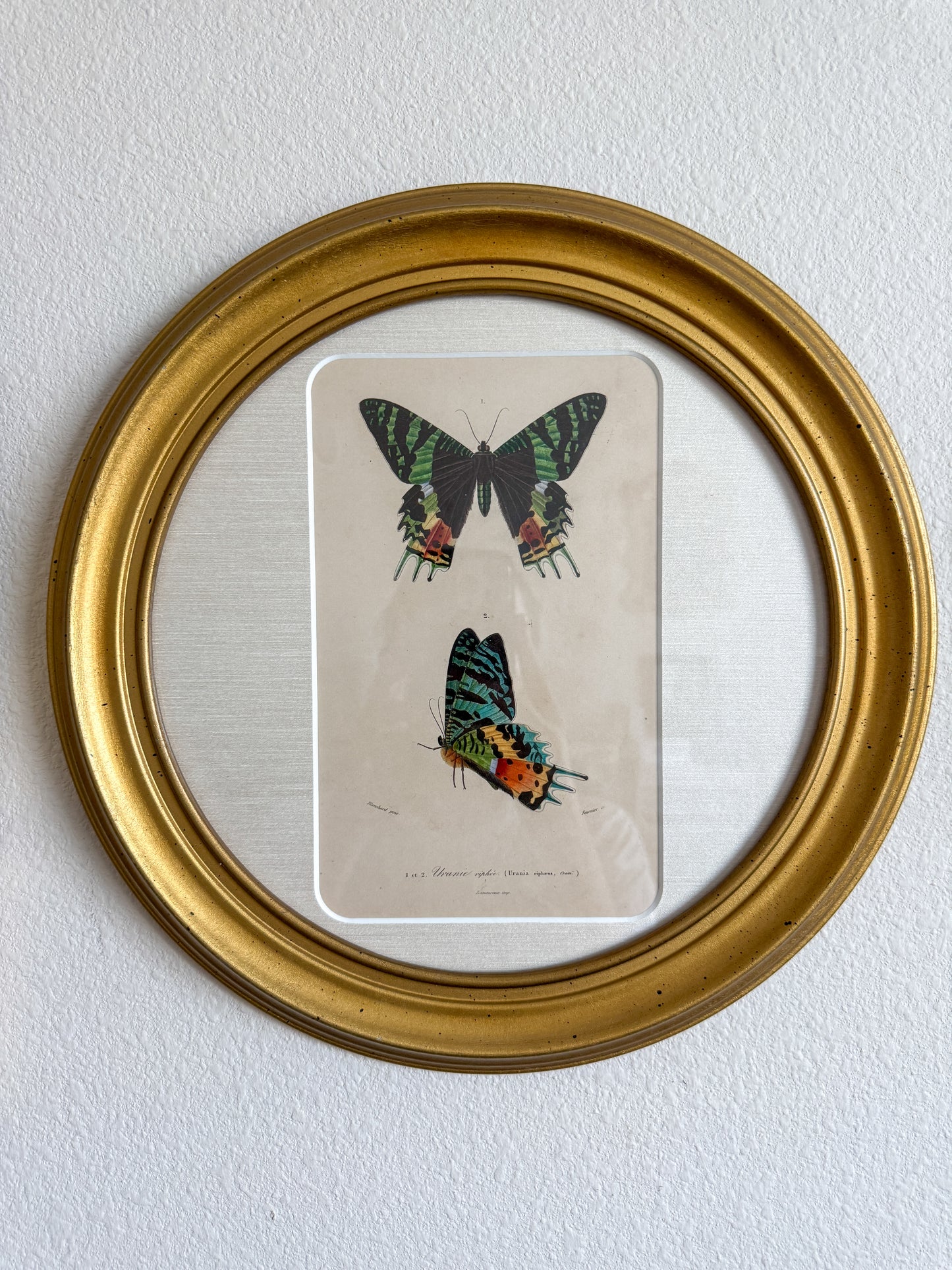 19th century butterfly engraving