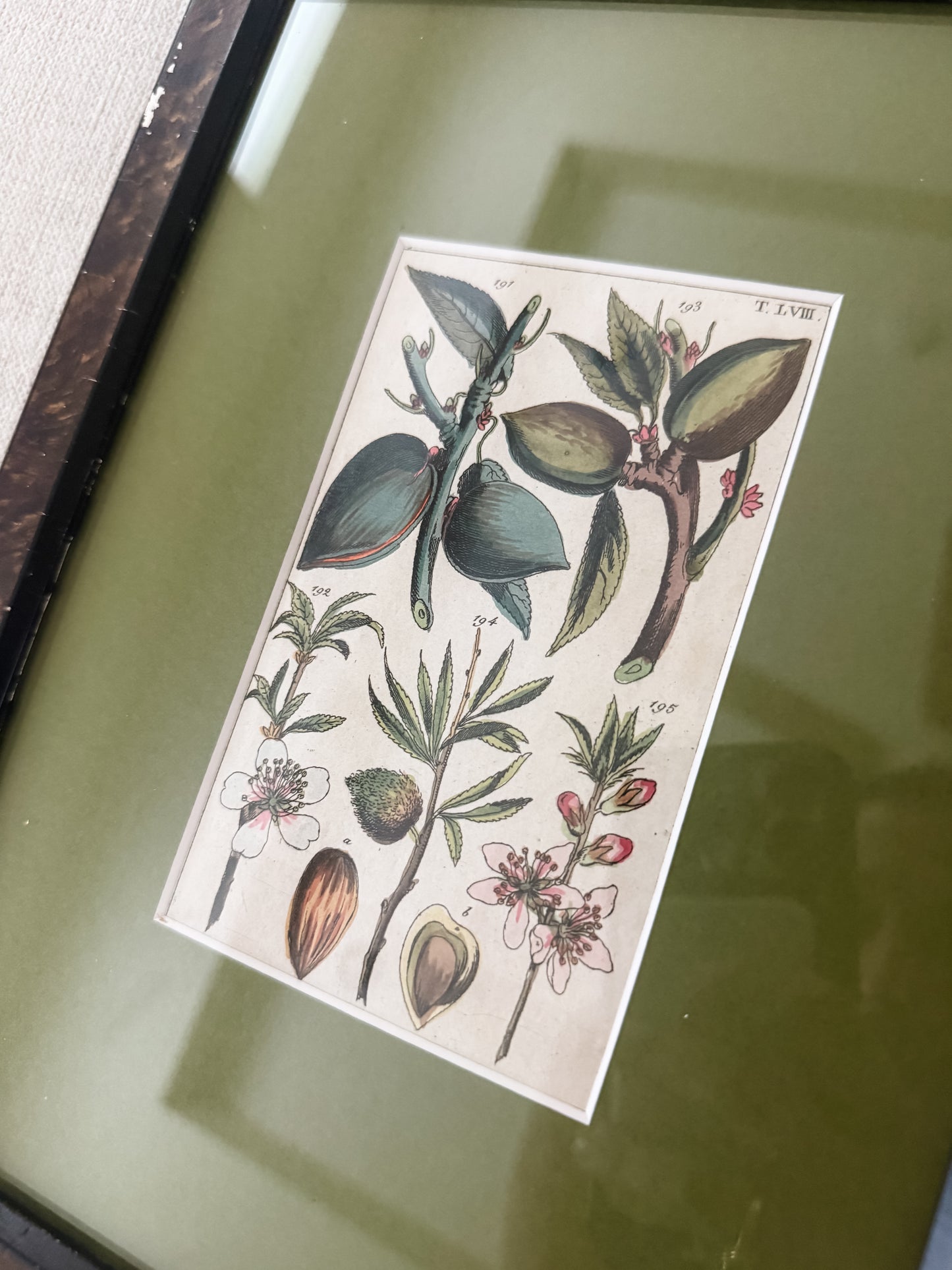 Antique hand colored botanical