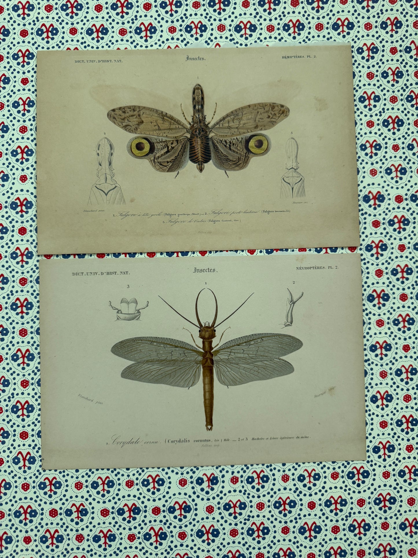 Pair of antique insect prints