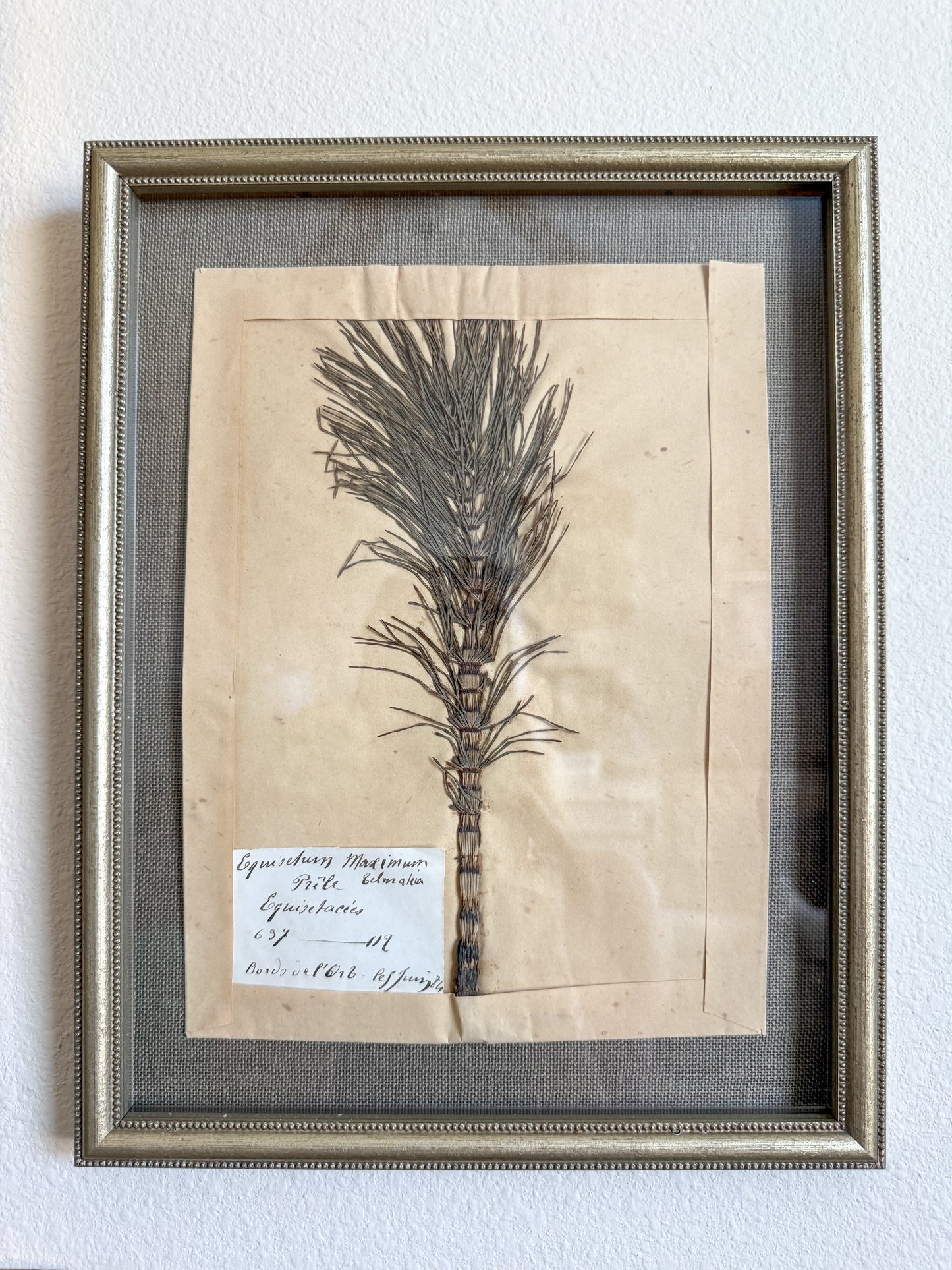 Antique French floral herbarium
