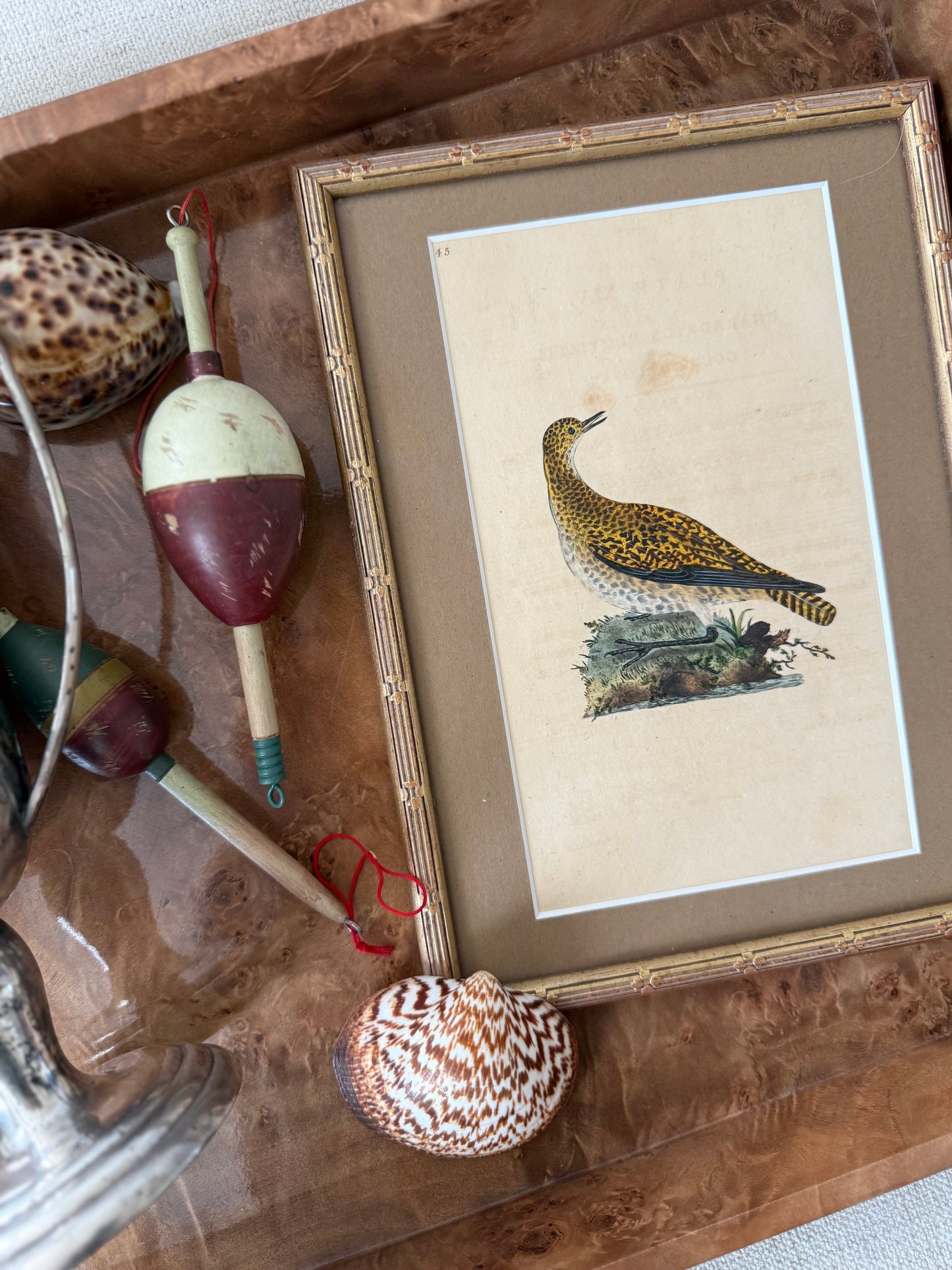 1820s Donovan Golden Plover engraving