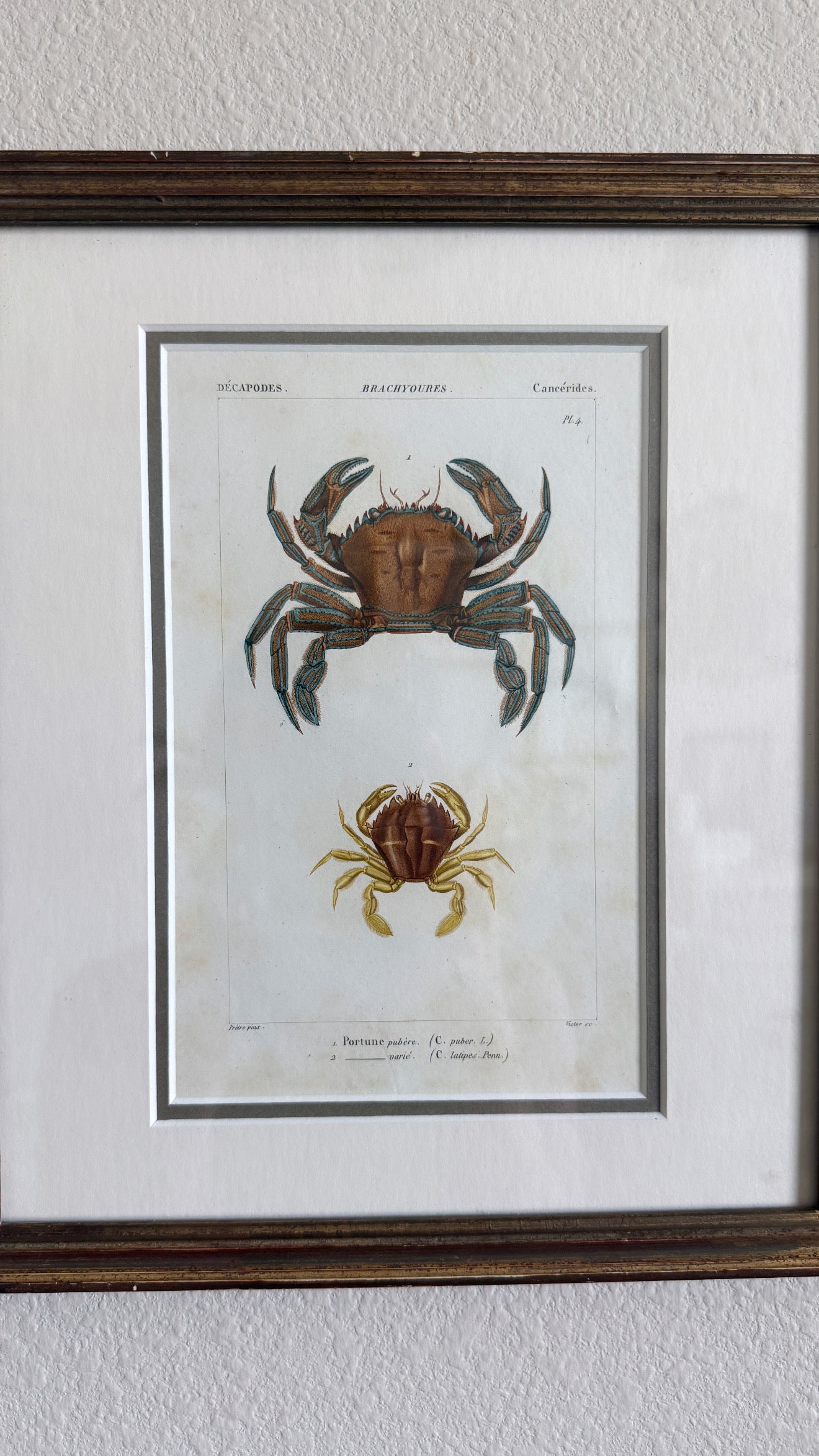 19th c. crab engraving print