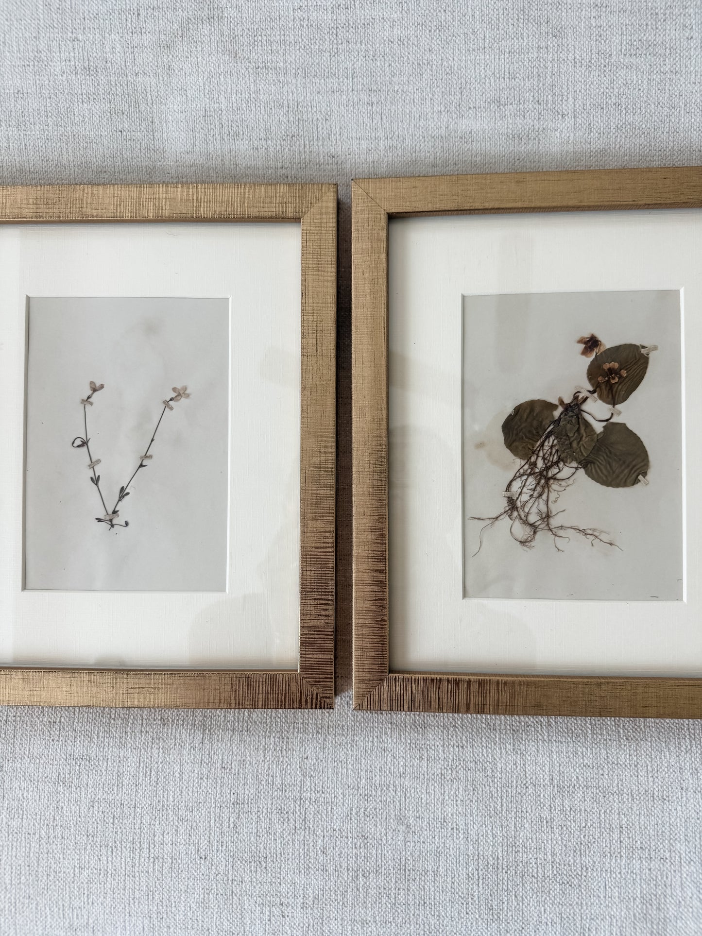 Antique pressed botanicals
