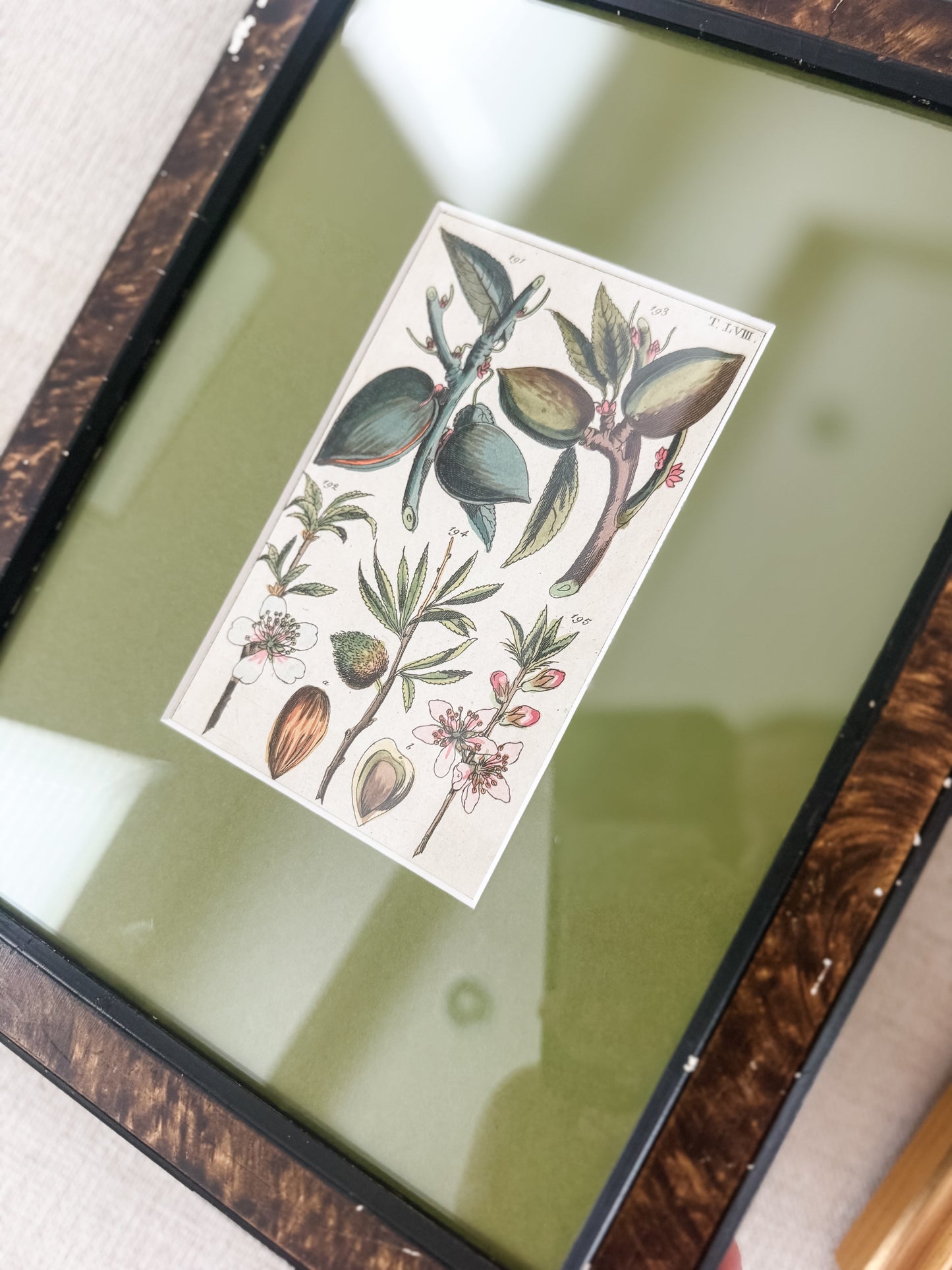 Antique hand colored botanical