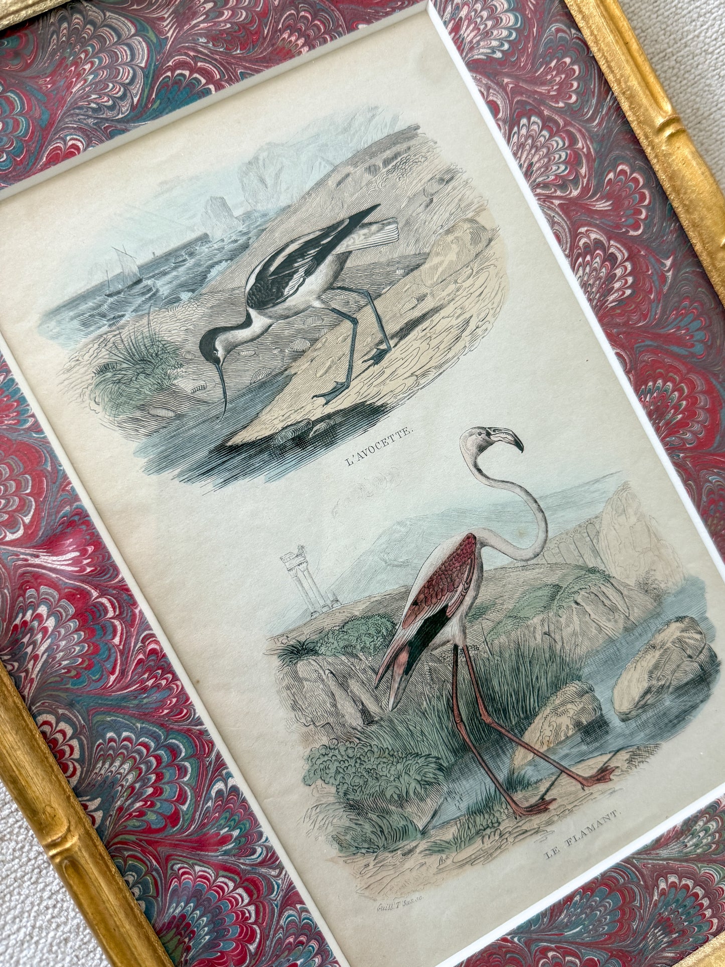 19th century bird engraving