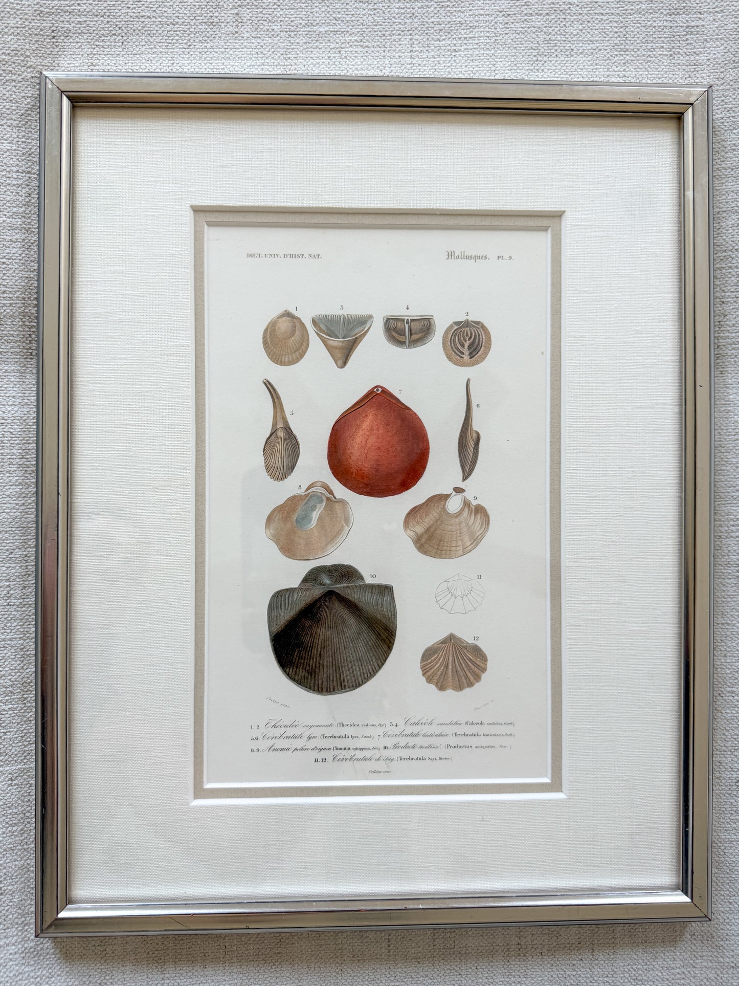 Antique shell engravings