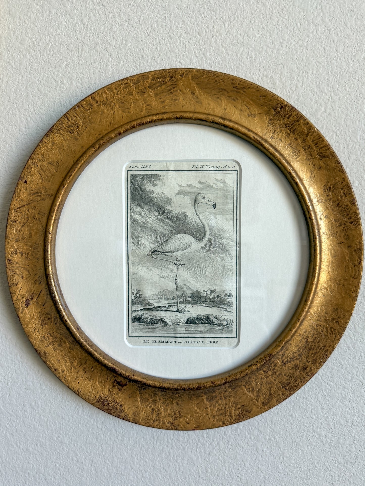 18th century flamingo engraving
