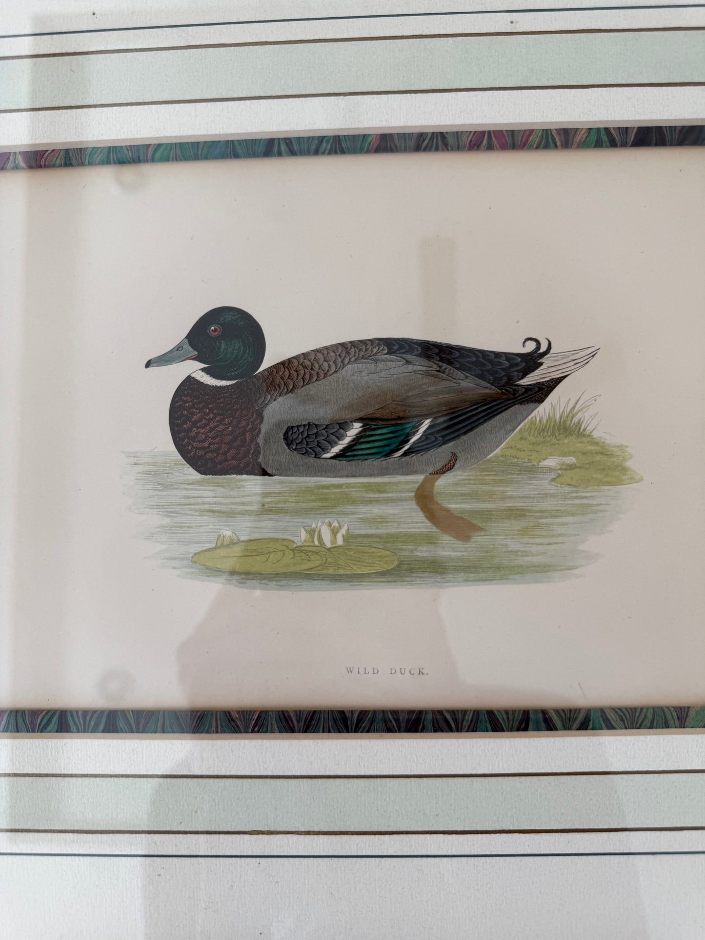 19th c. Hand colored duck engraving