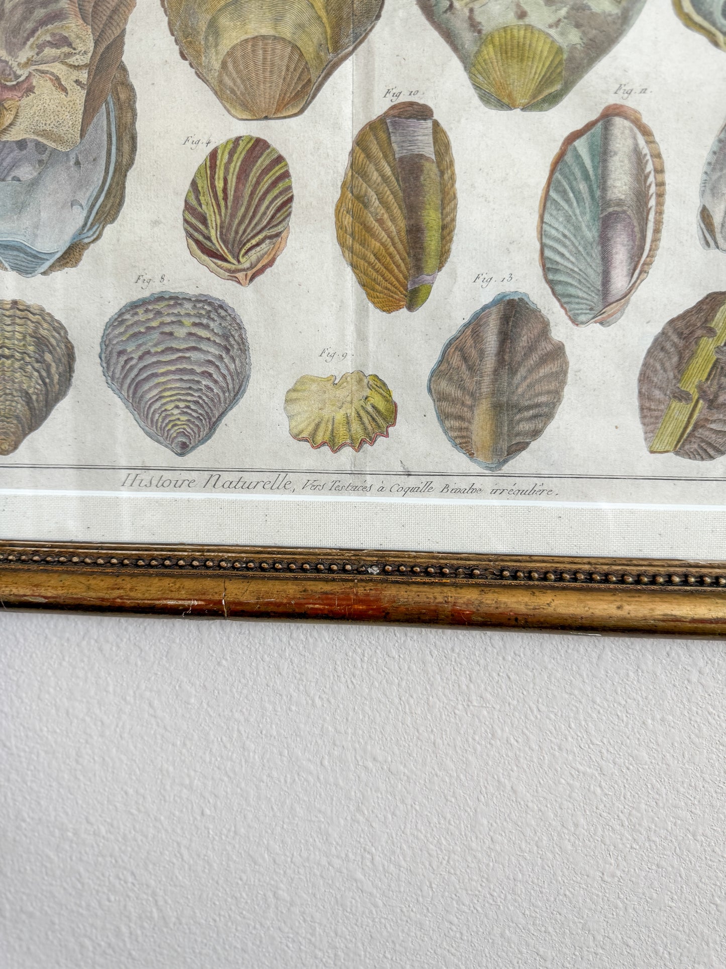 18th century shell engraving