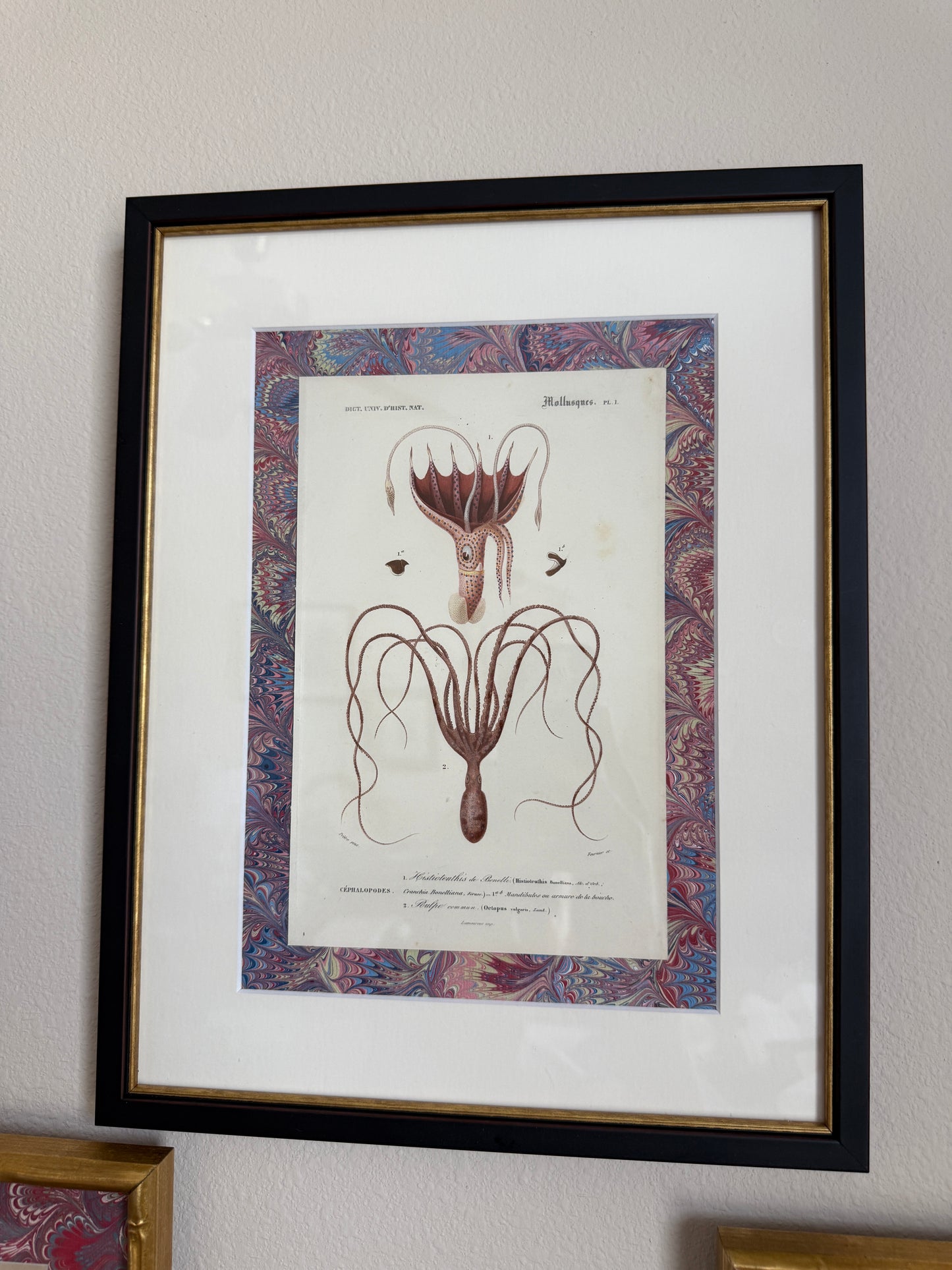Antique Octopus engraving