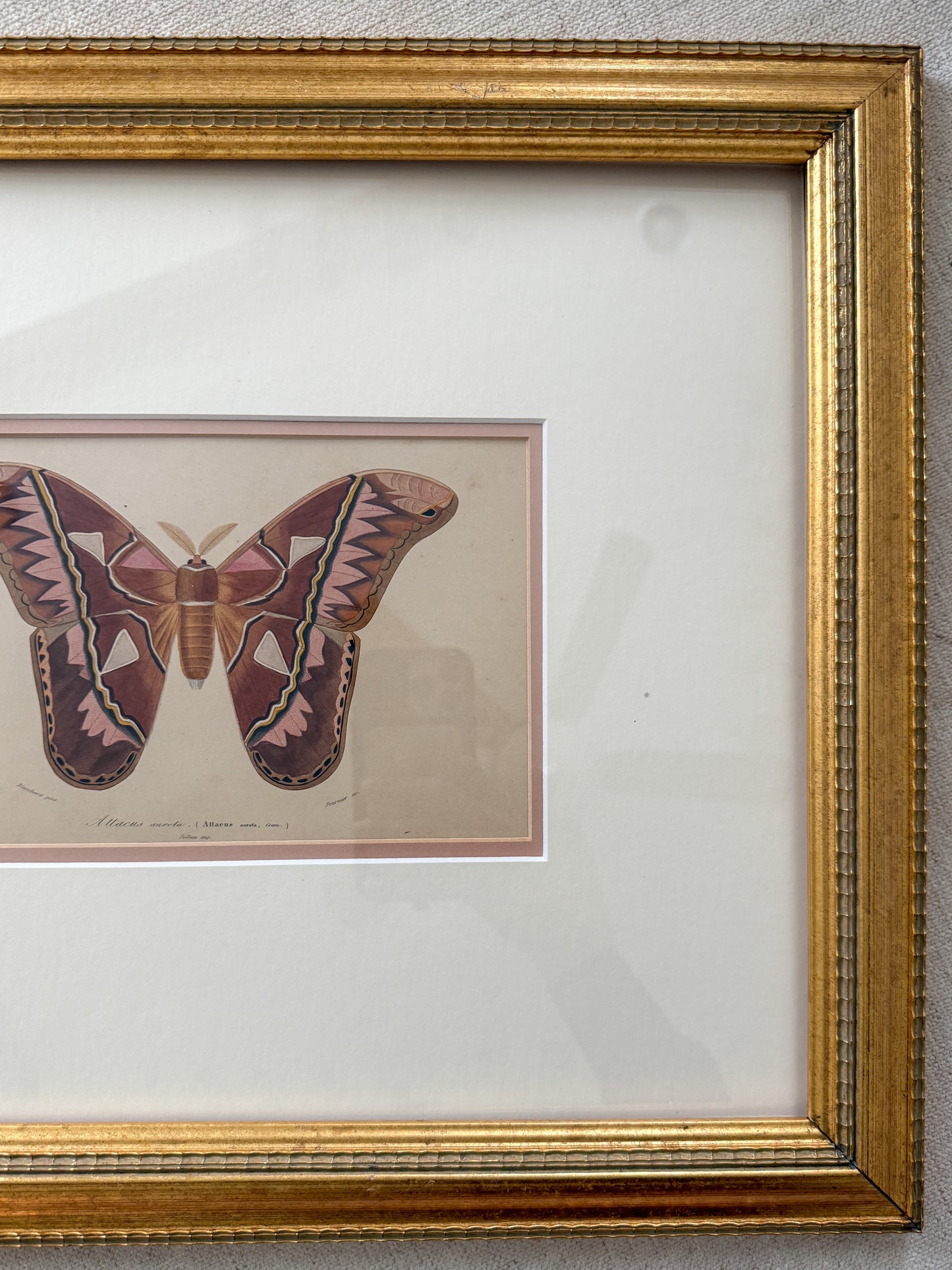 Antique moth print