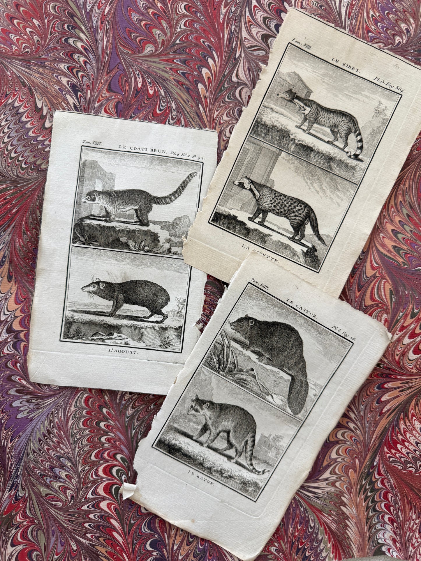 18th century Buffon engraving trio
