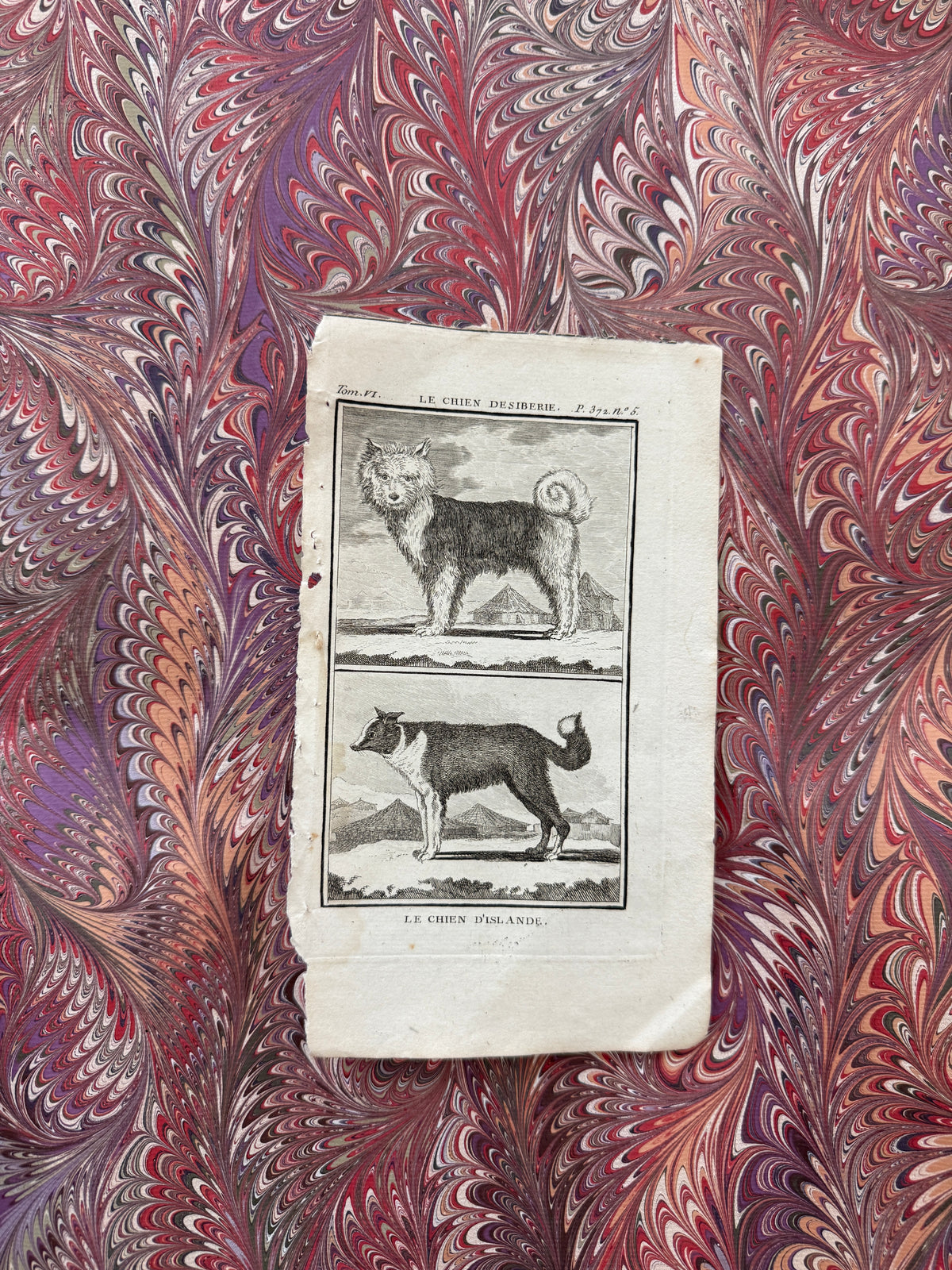 18th century Buffon engraving