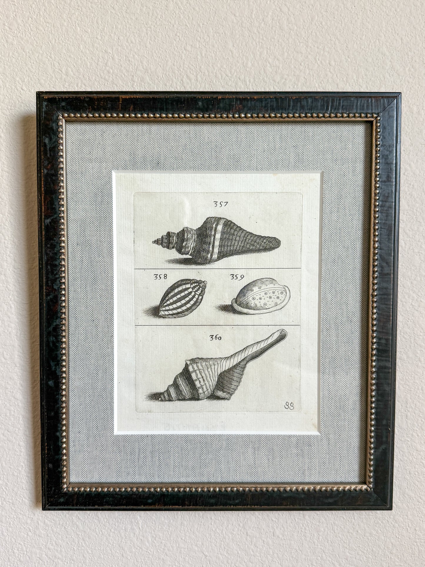 18th century shell engraving
