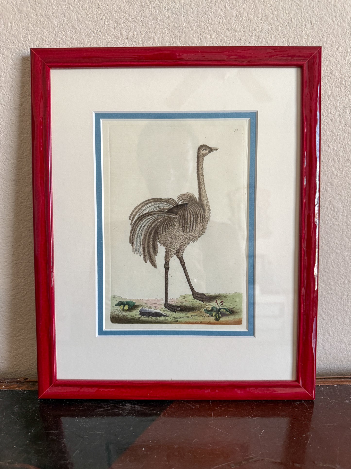 18th century ostrich engraving on vellum