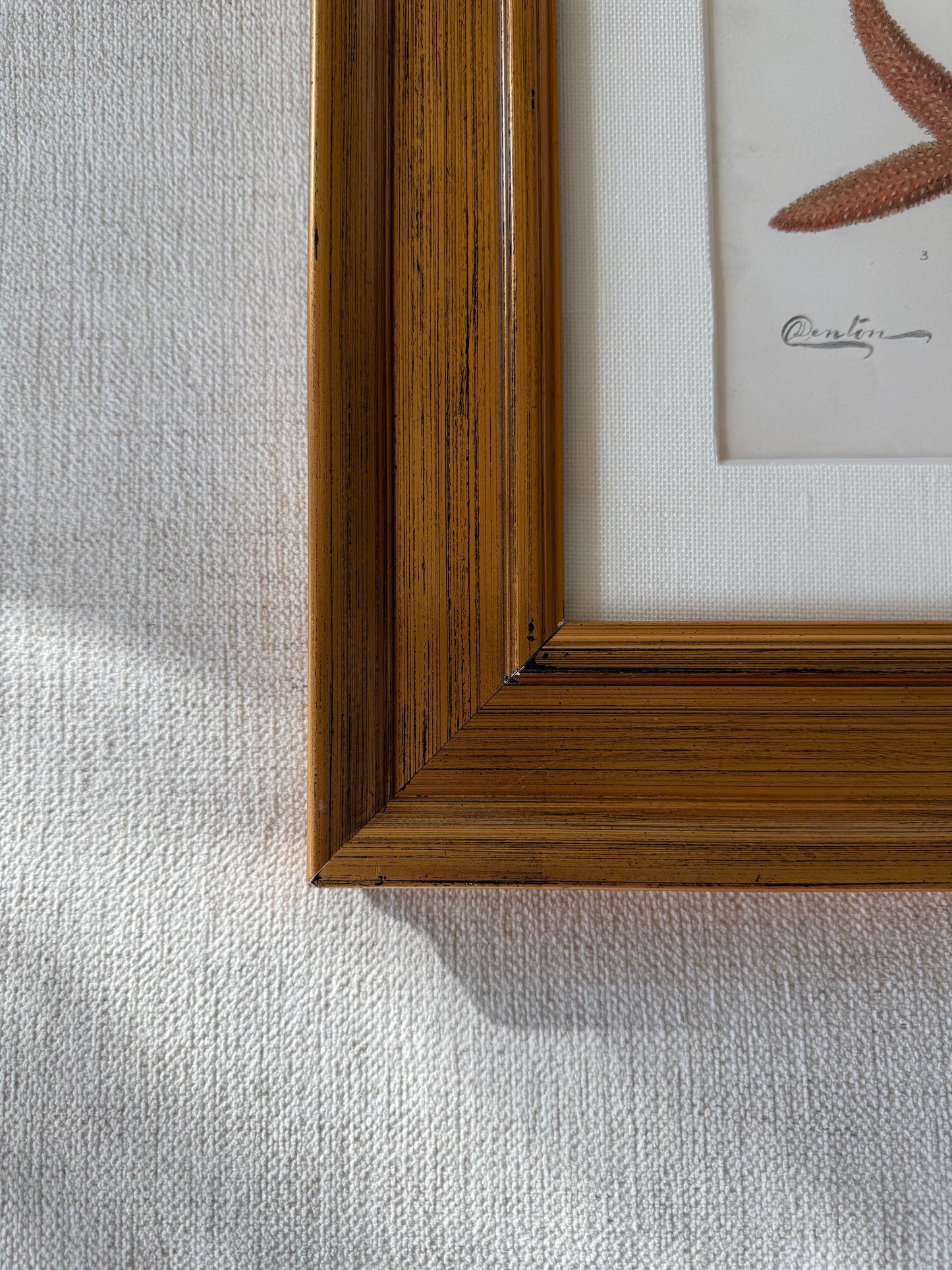 Antique sea life lithograph