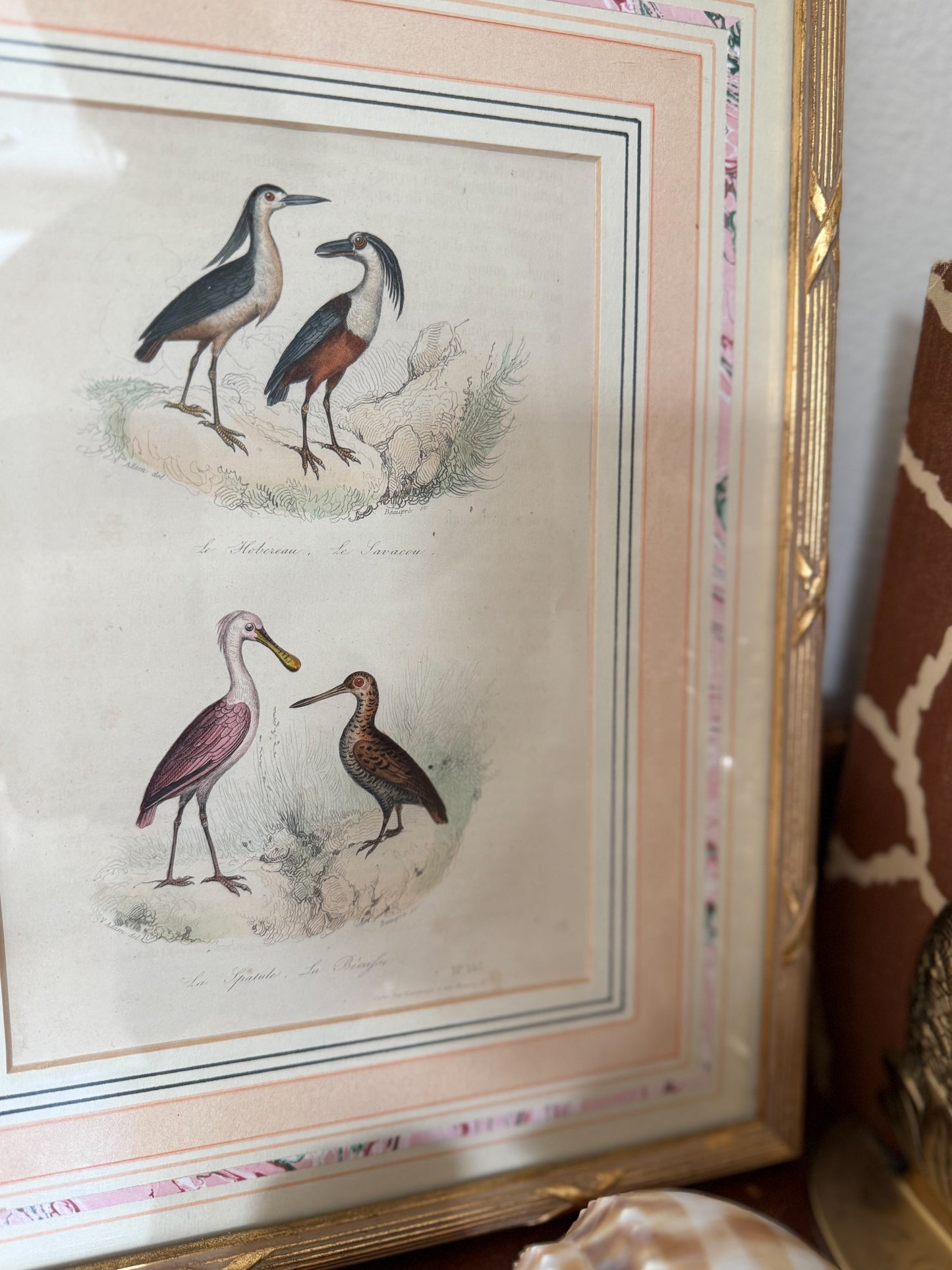 1850s hand colored ornithology engraving