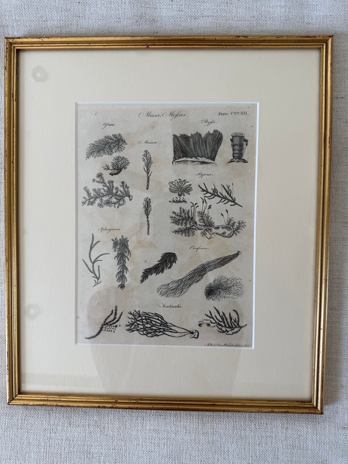 19th c seaweed engraving