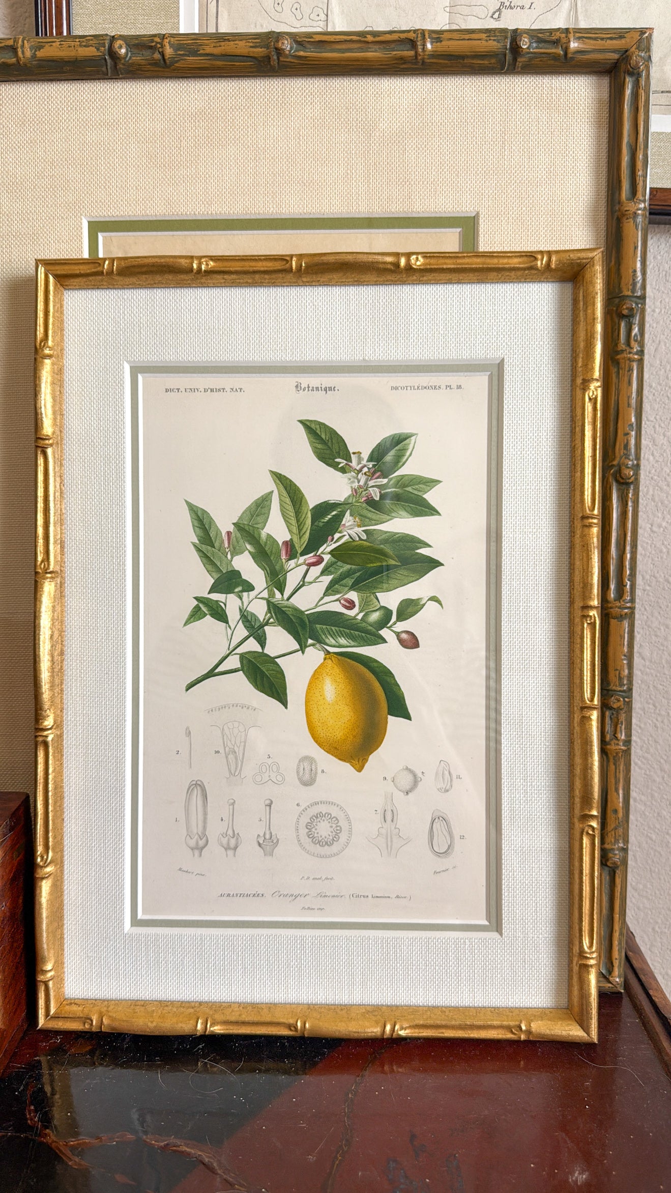 Antique lemon engraving