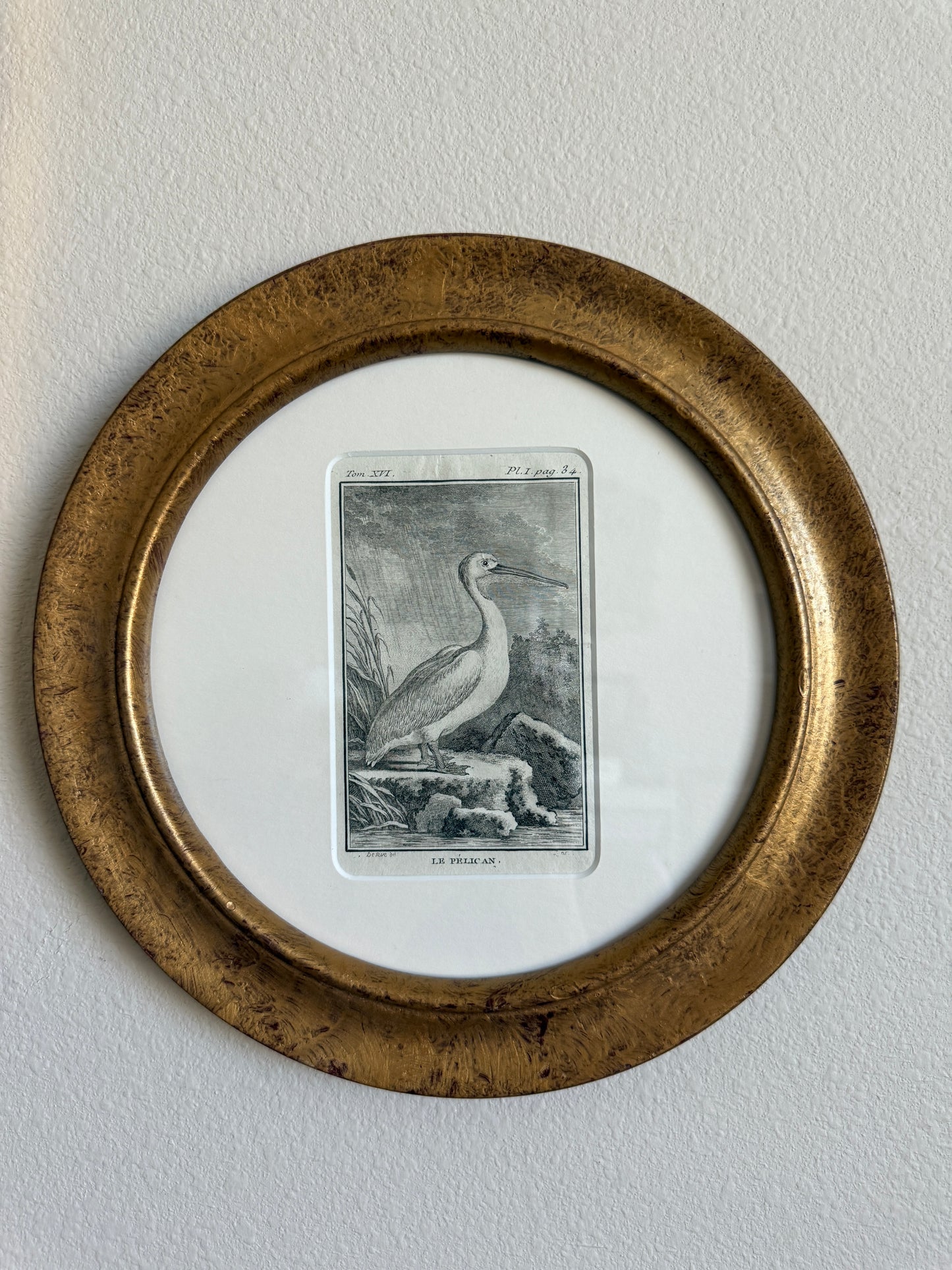 18th century pelican engraving