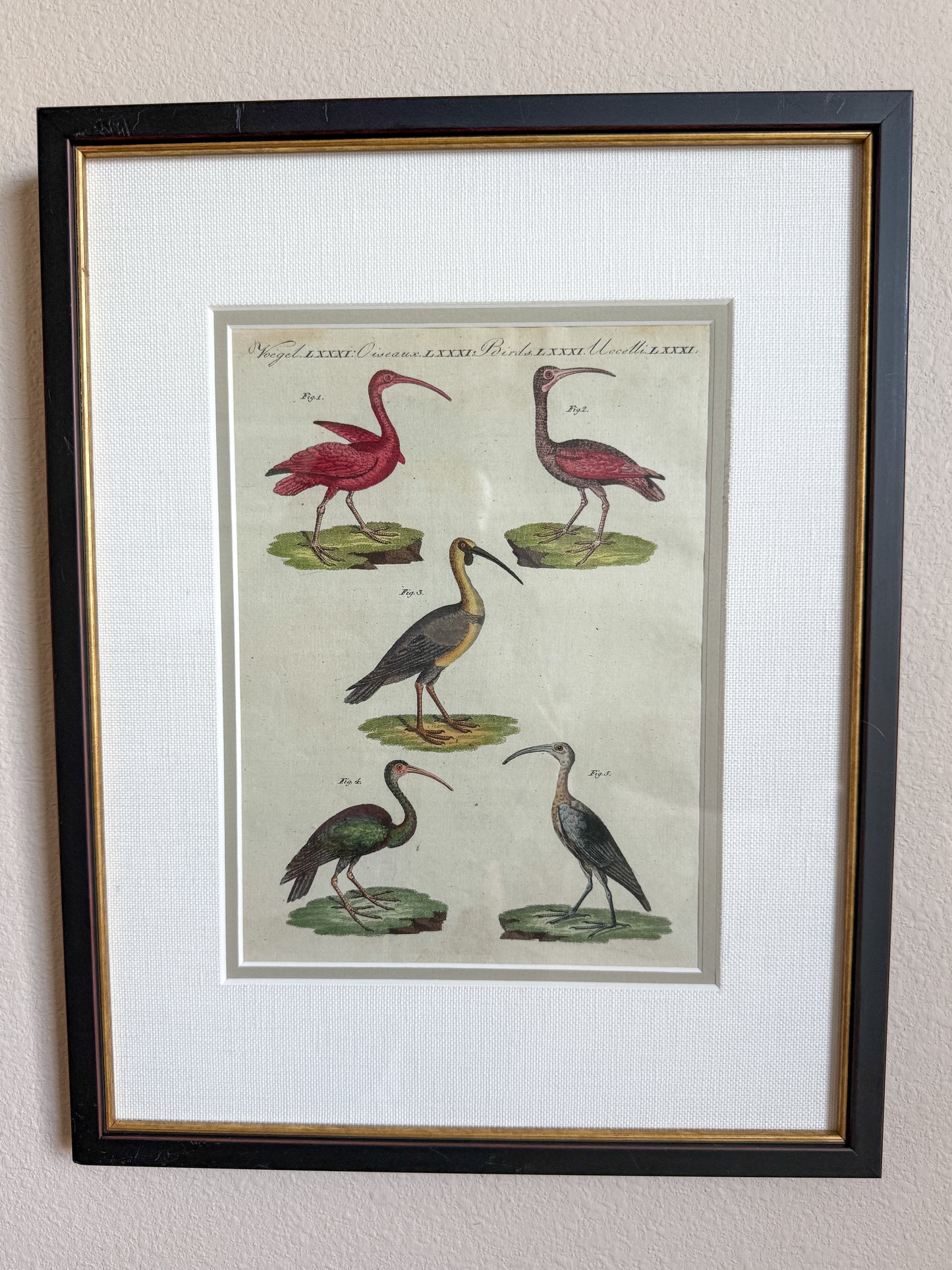 Antique scarlet ibis bird engraving