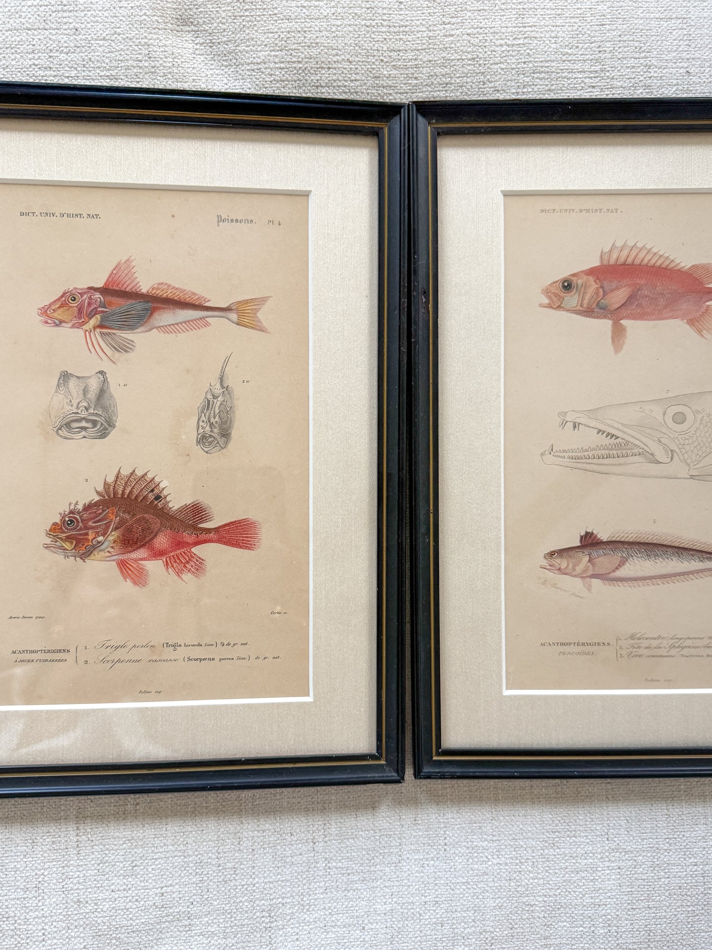 19th c. fish engraving pair