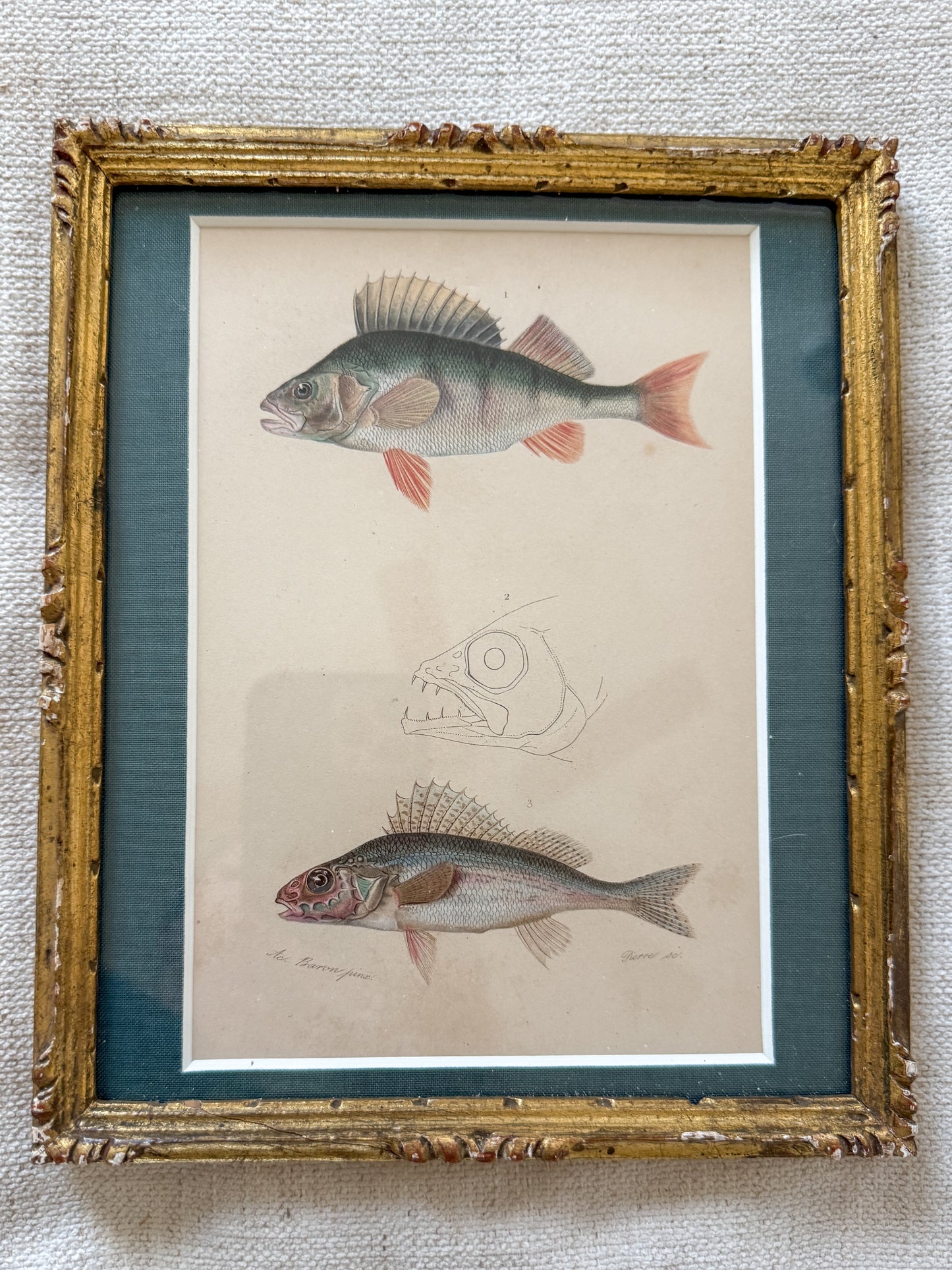 19th c. fish engraving