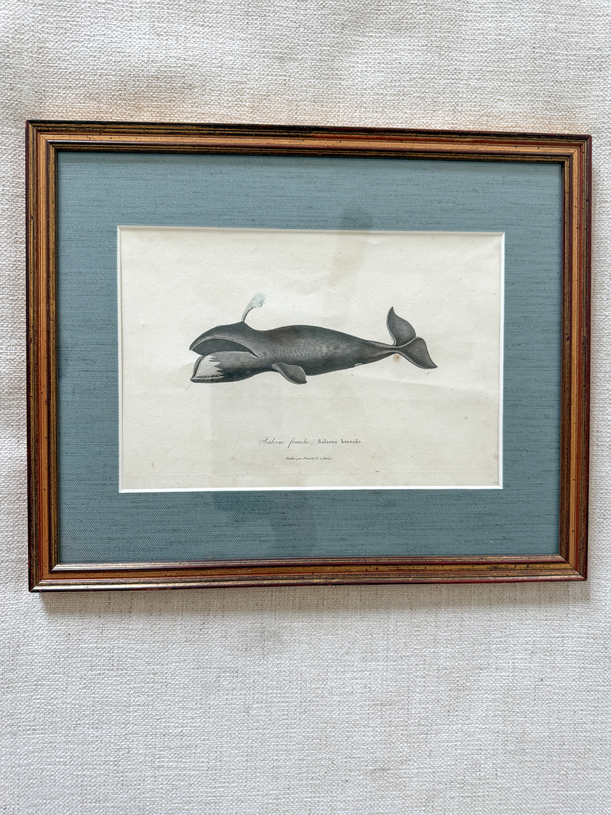 19th century whale engraving