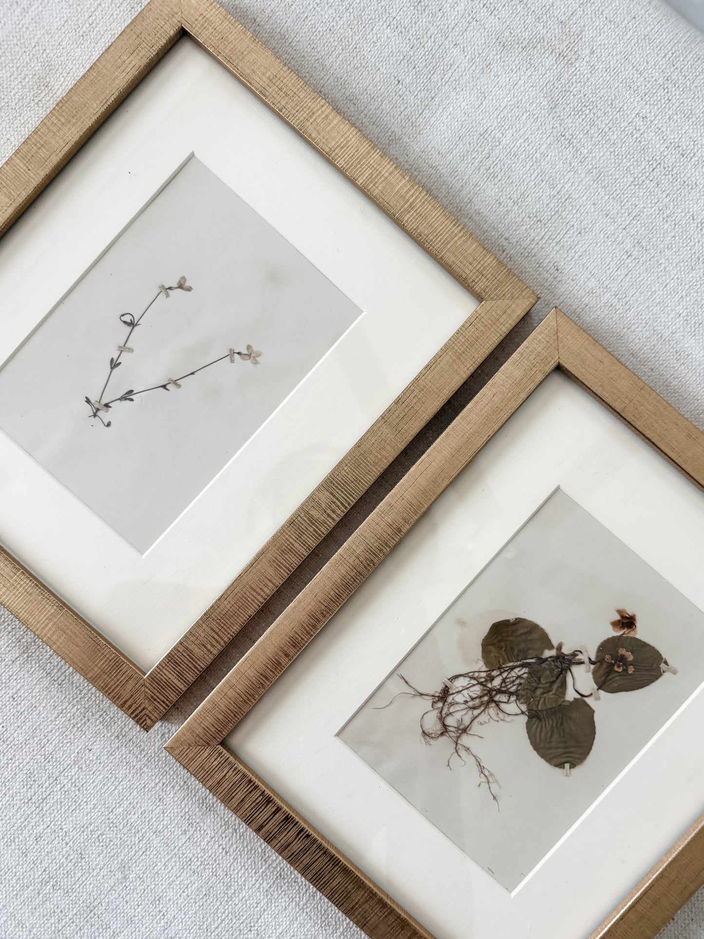 Antique pressed botanicals